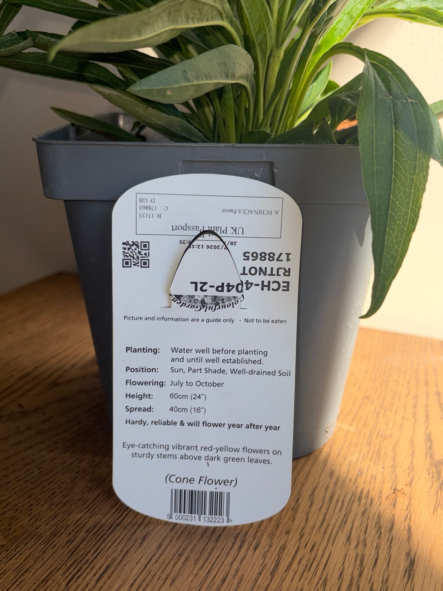 Echinacea Parrot 2L Coneflower perennial plant ECHINACEA/141099/178865/GB