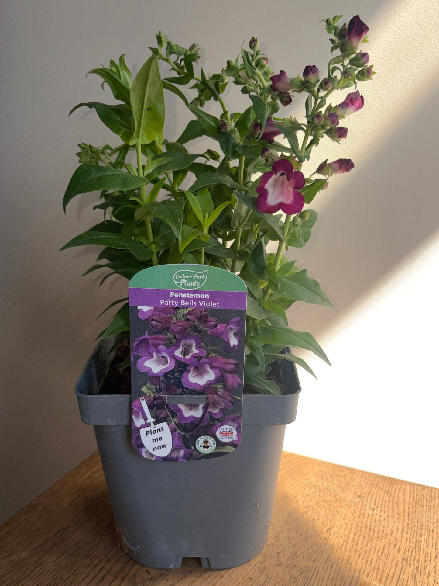 Penstemon Party Bells Violet 2L perennial plant PENSTEMON/141099/178865/GB
