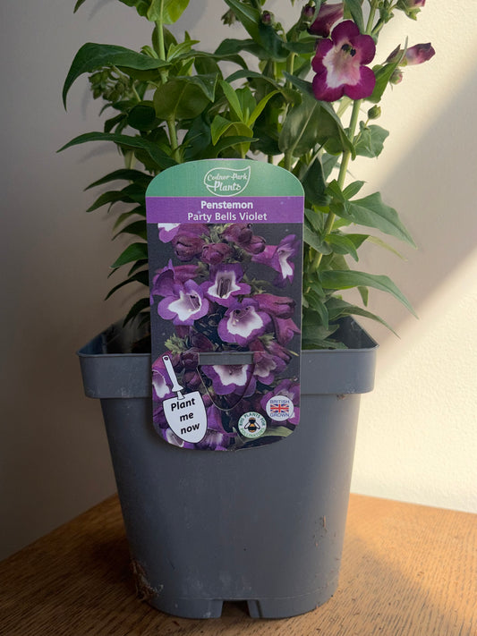 Penstemon Party Bells Violet 2L | Perennial Beard Tongue Plant | Trumpet Flowers