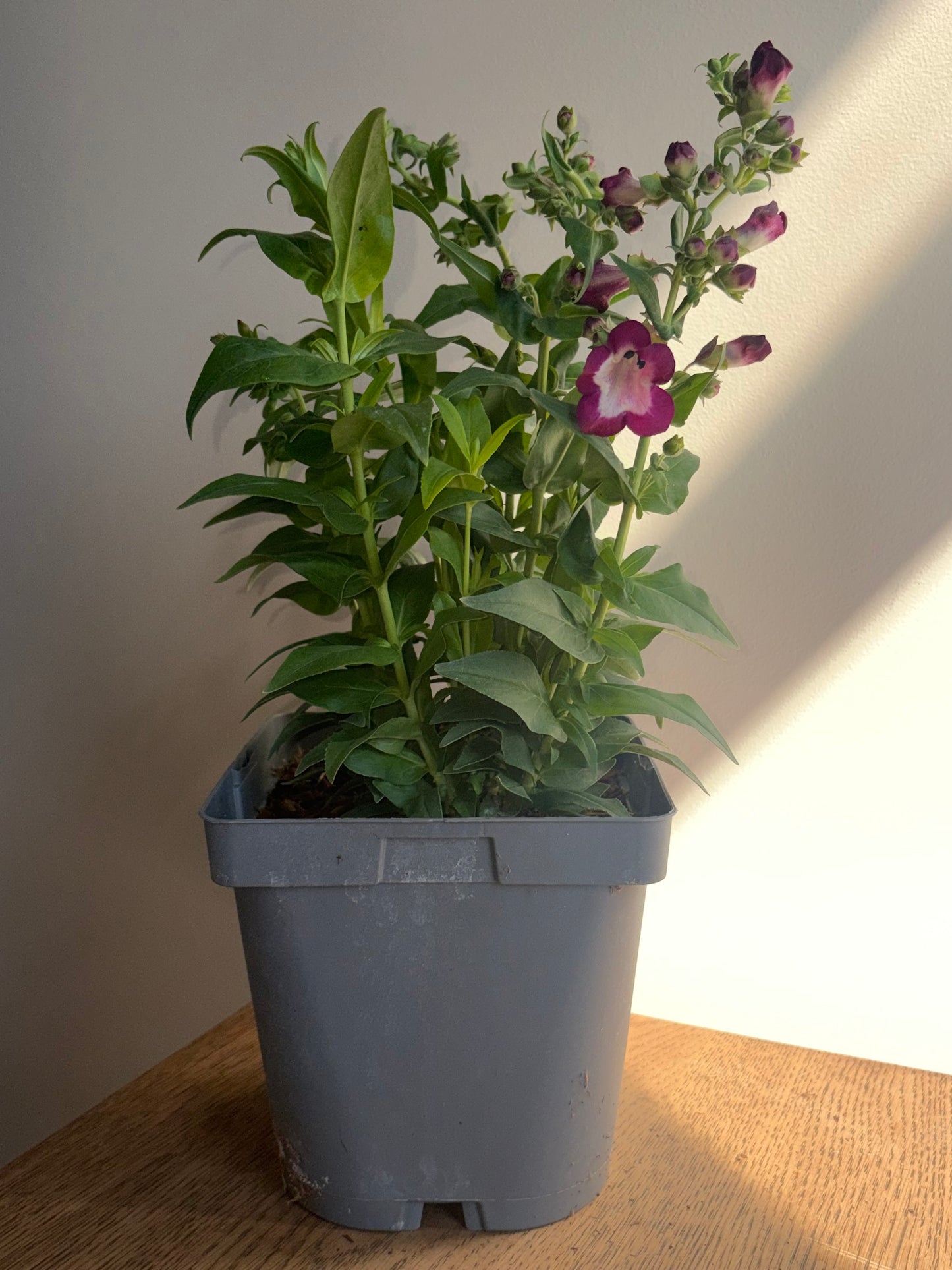 Penstemon Party Bells Violet 2L perennial plant PENSTEMON/141099/178865/GB