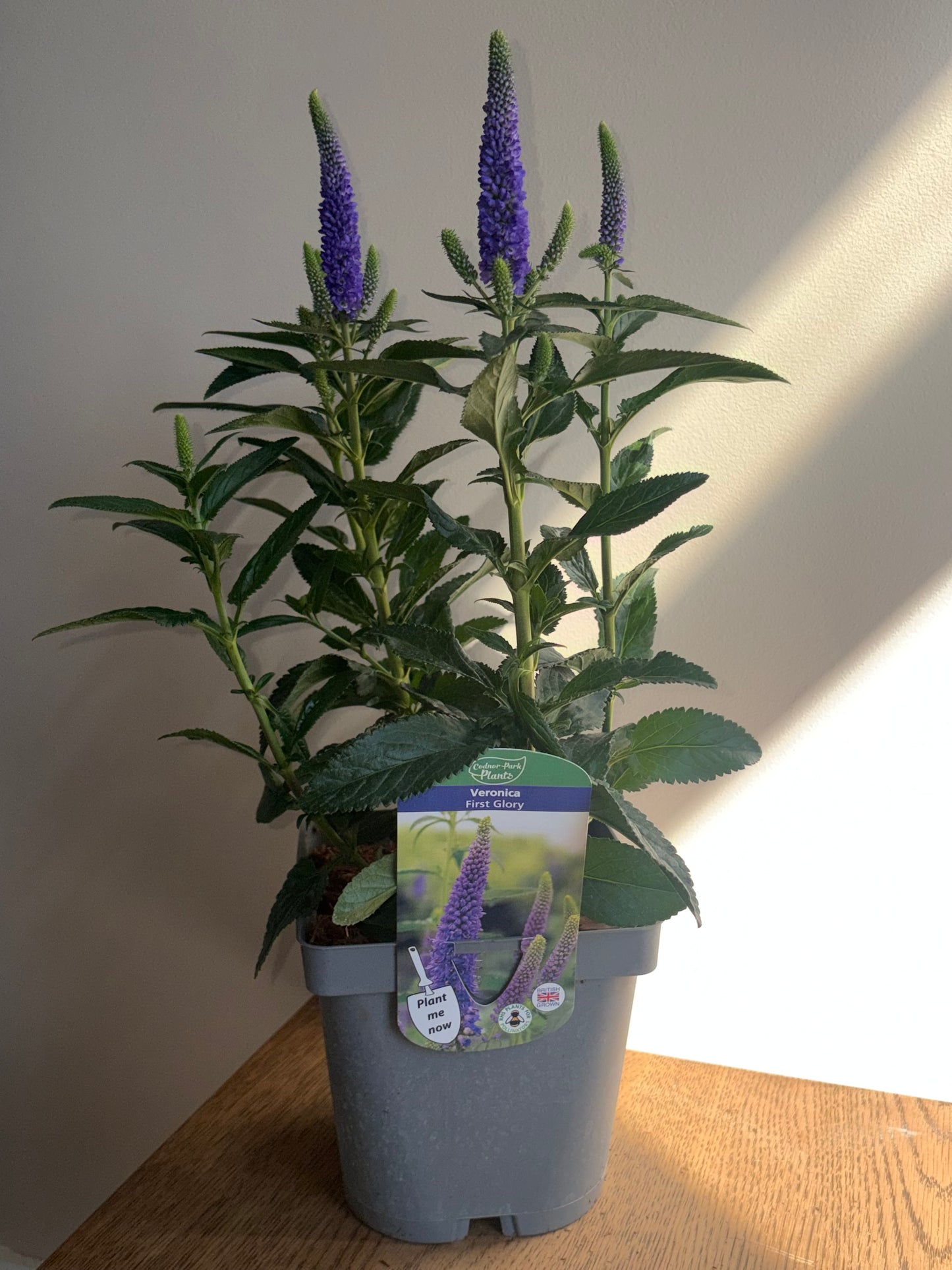 Veronica First Glory 2L perennial plant VERONICA longifolia/141099/178865/GB