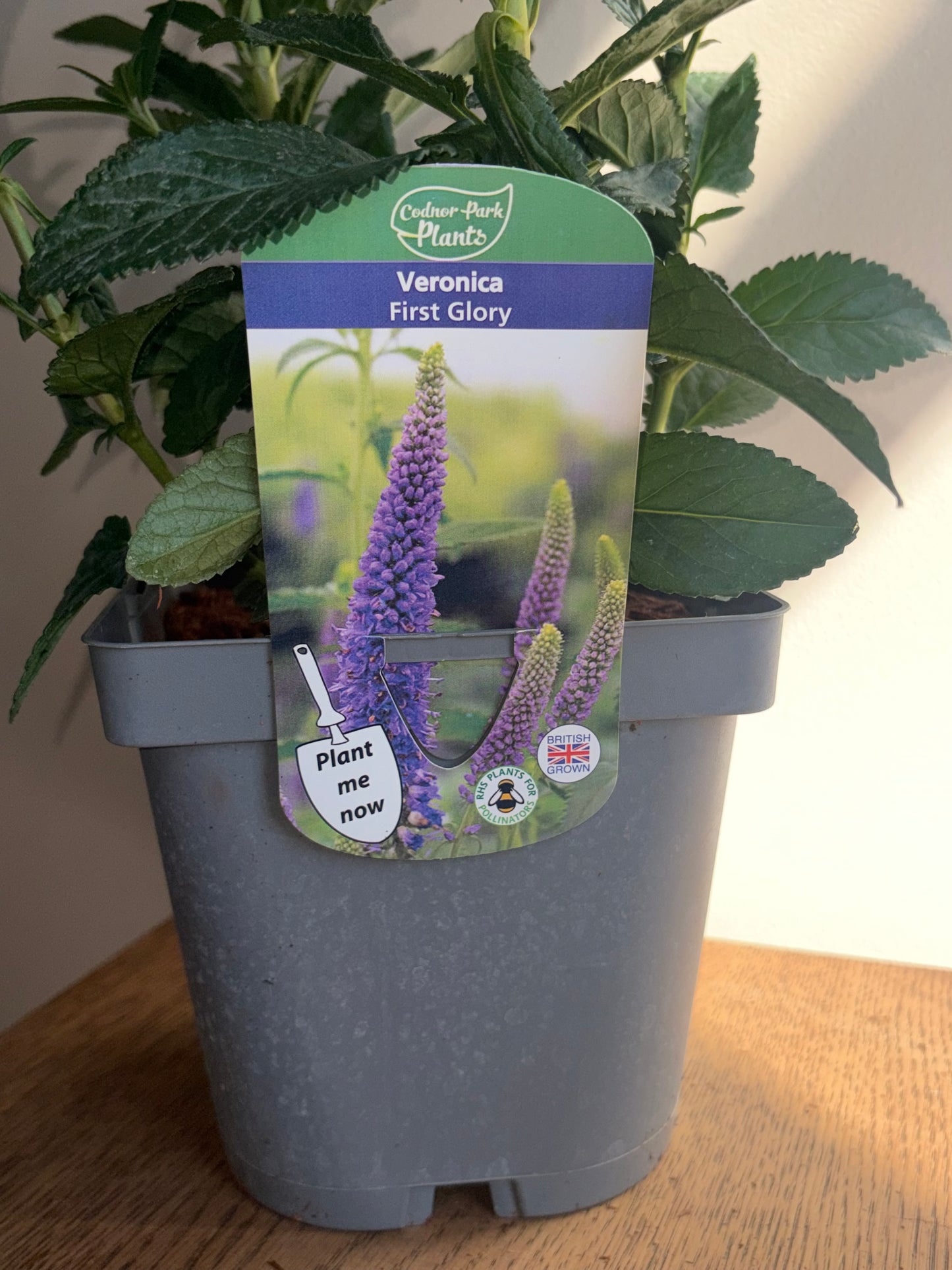 Veronica First Glory 2L perennial plant VERONICA longifolia/141099/178865/GB