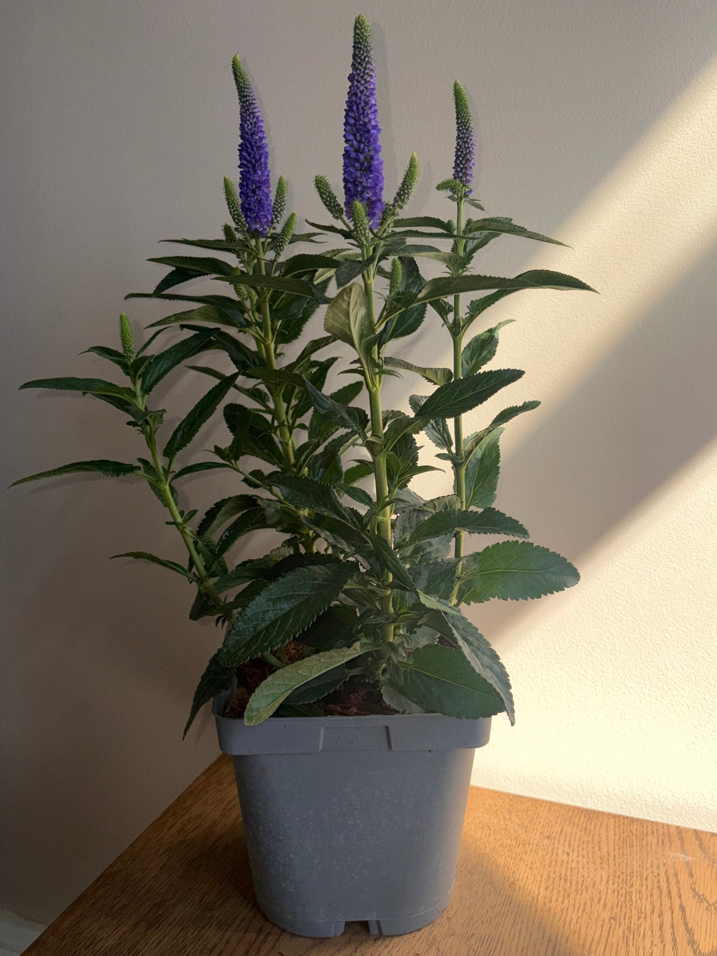 Veronica First Glory 2L perennial plant VERONICA longifolia/141099/178865/GB