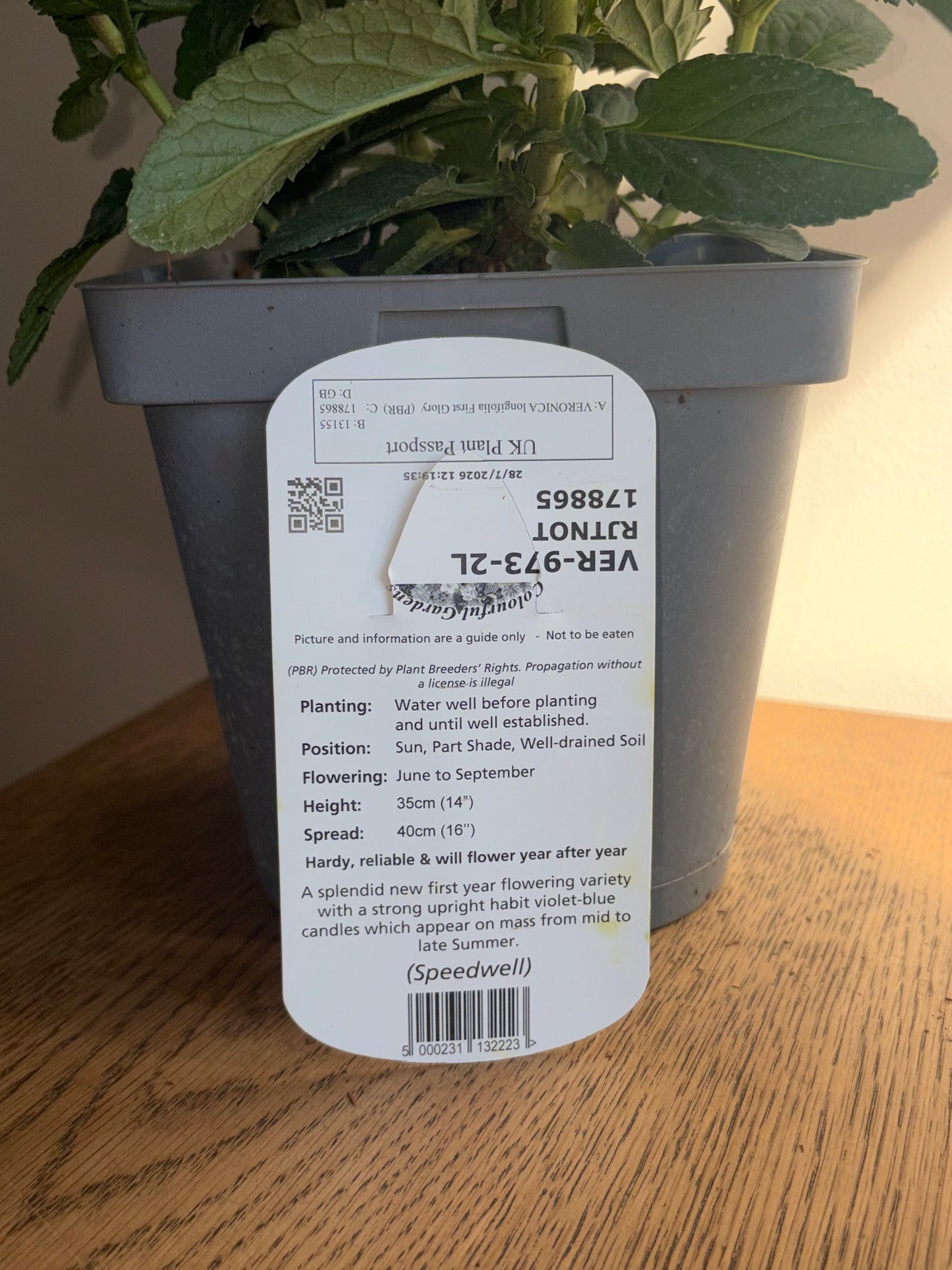 Veronica First Glory 2L perennial plant VERONICA longifolia/141099/178865/GB