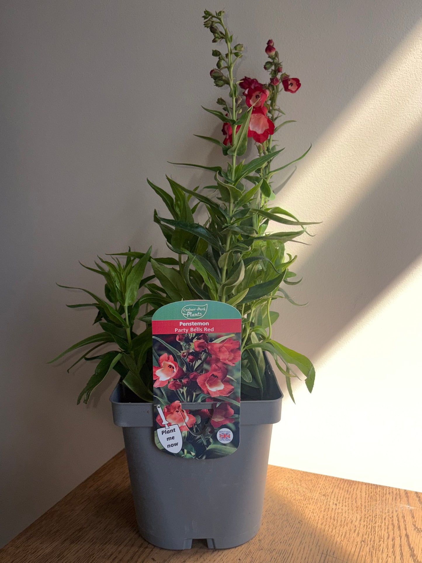 Penstemon Party Bells Red 2L perennial plant PENSTEMON/141099/178865/GB