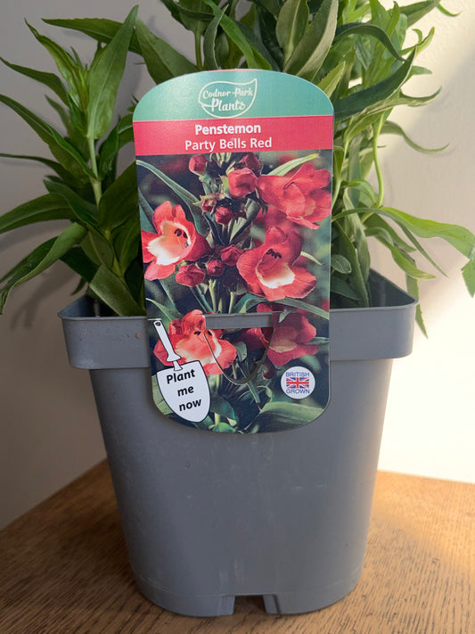 Penstemon Party Bells Red 2L | Perennial Beard Tongue Plant | Trumpet Flowers