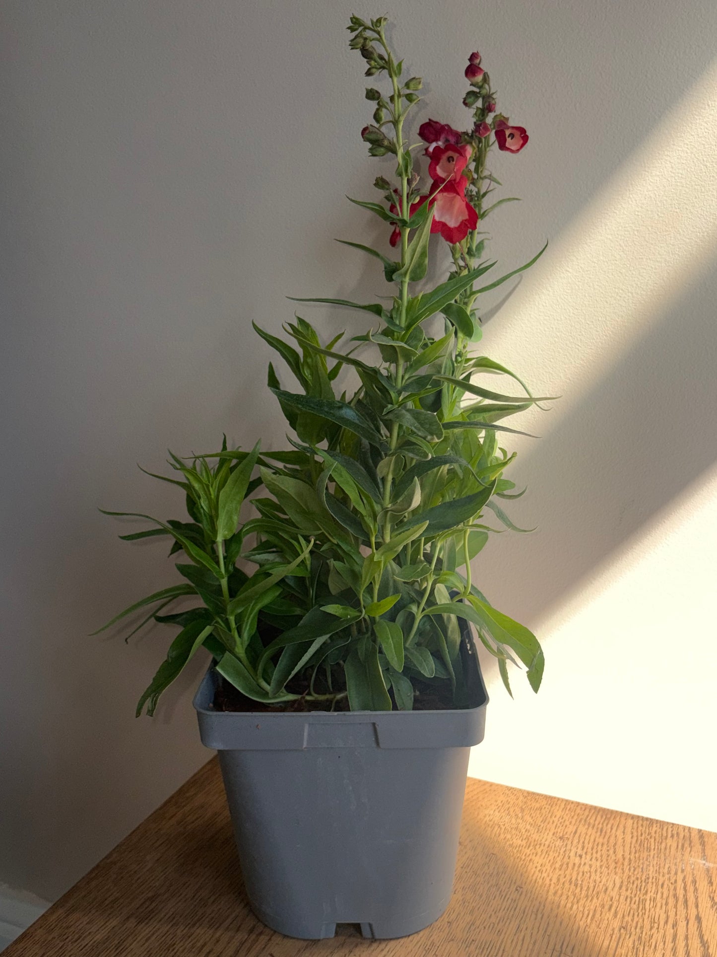 Penstemon Party Bells Red 2L perennial plant PENSTEMON/141099/178865/GB