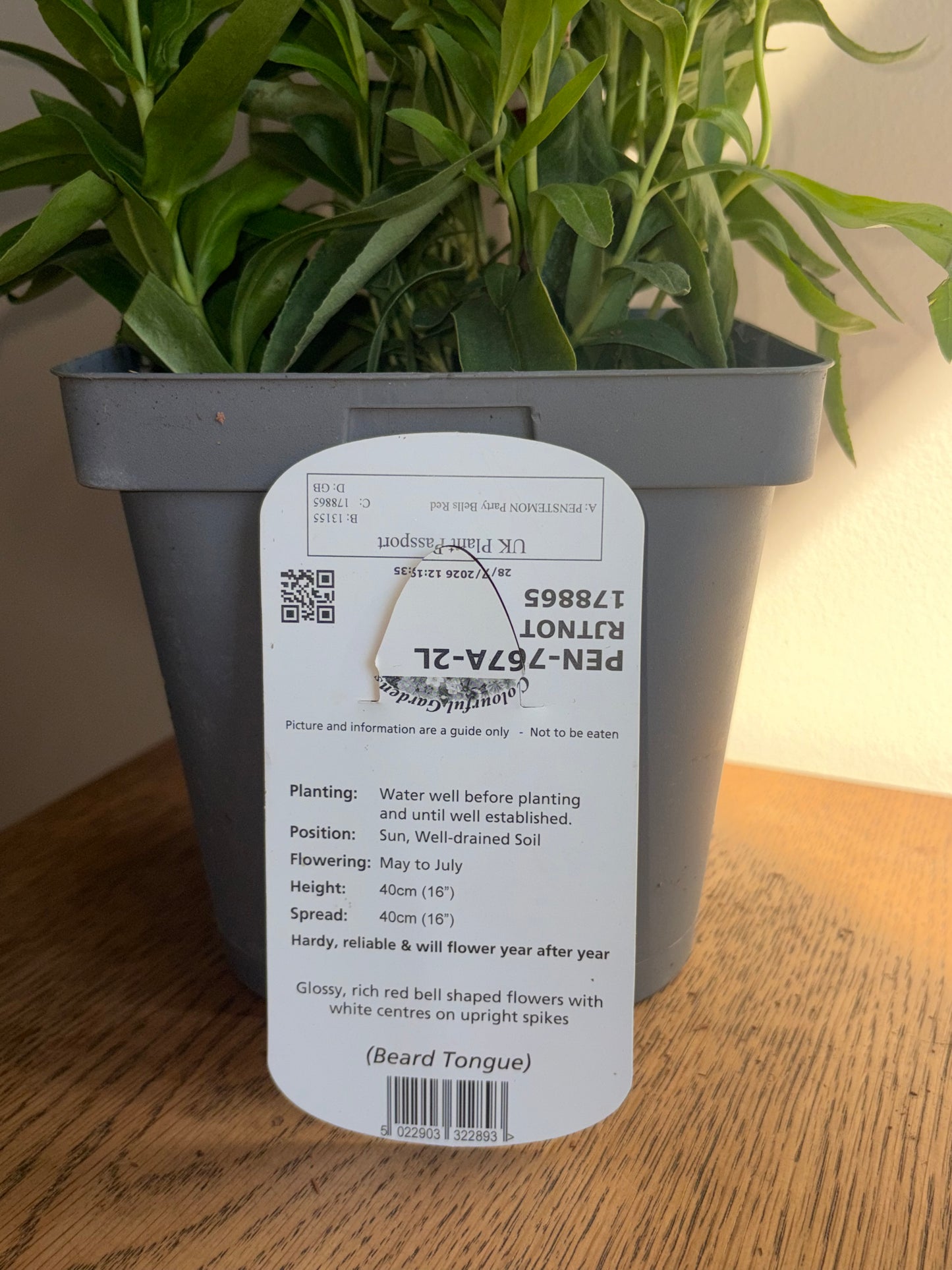 Penstemon Party Bells Red 2L perennial plant PENSTEMON/141099/178865/GB