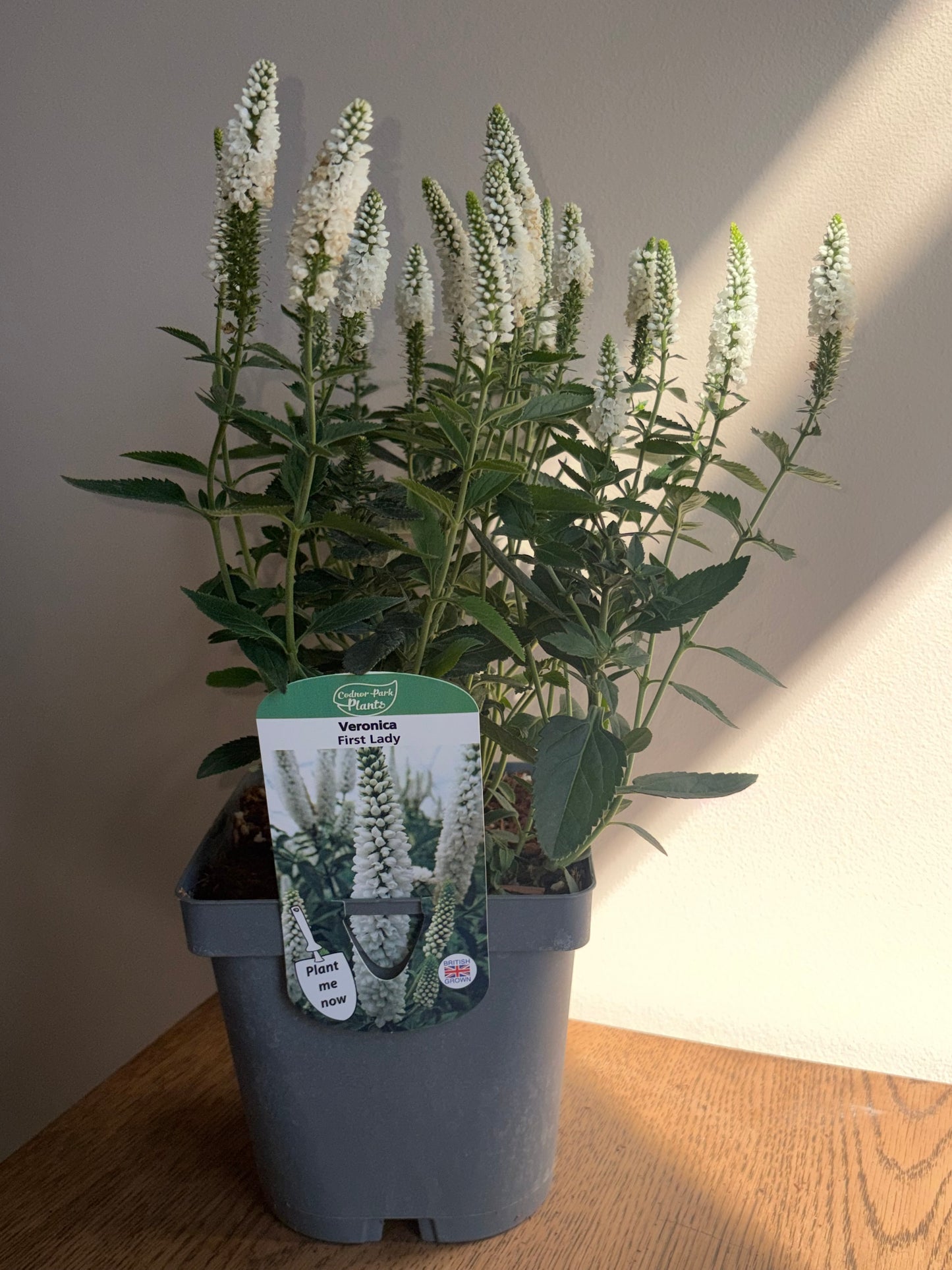 Veronica First Lady 2L perennial plant VERONICA longifolia/141099/178865/GB