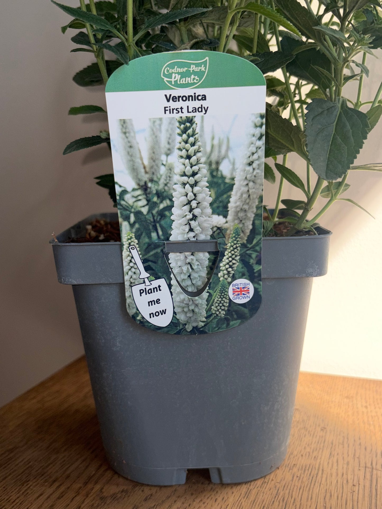 Veronica First Lady 2L perennial plant VERONICA longifolia/141099/178865/GB