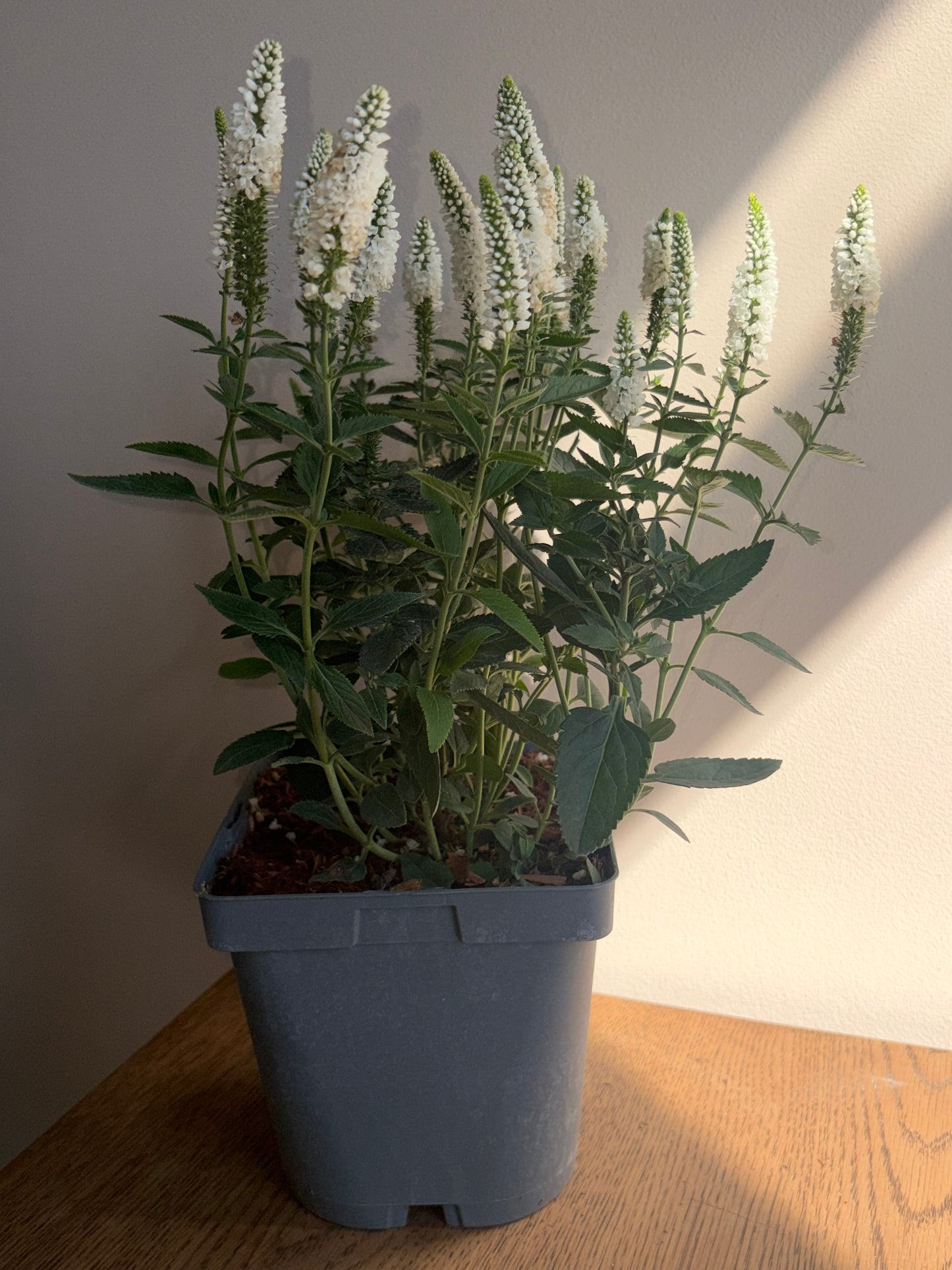 Veronica First Lady 2L perennial plant VERONICA longifolia/141099/178865/GB