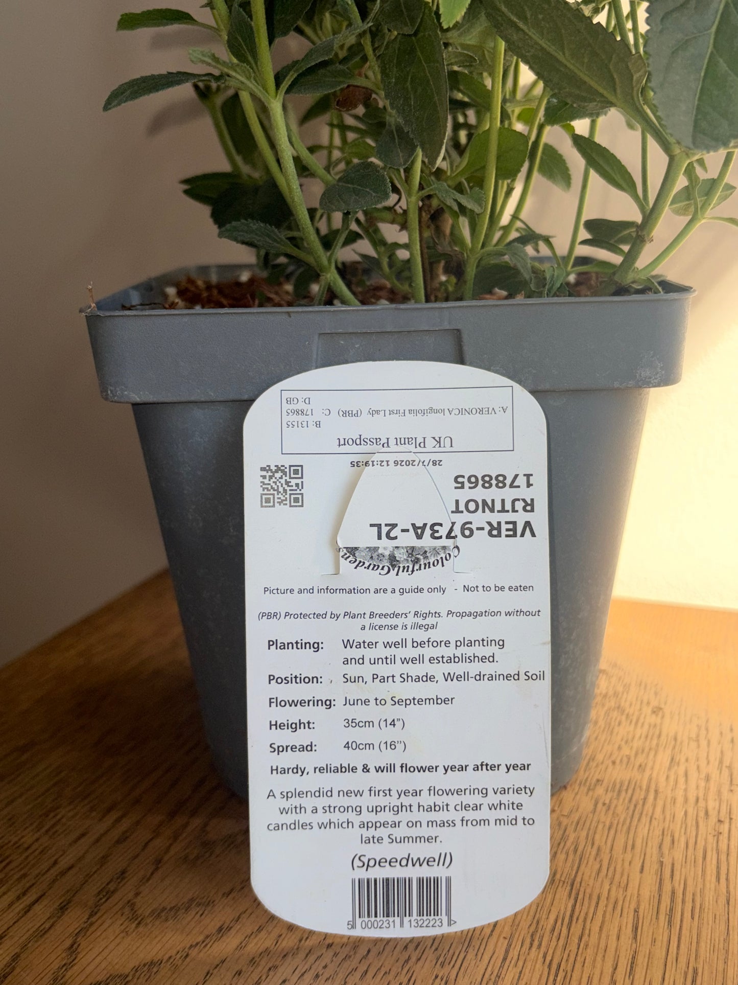 Veronica First Lady 2L perennial plant VERONICA longifolia/141099/178865/GB
