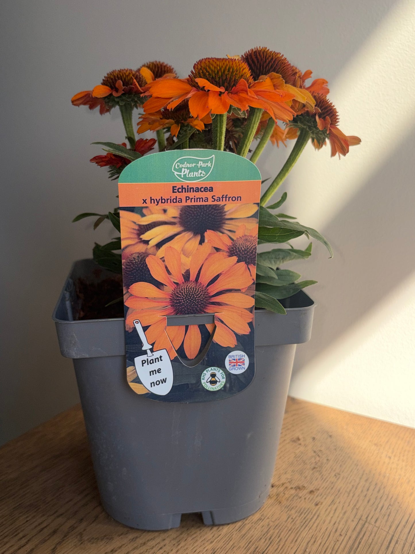 Echinacea Prima Saffron 2L Coneflower ECHINACEA x hybrida/141099/178865/GB