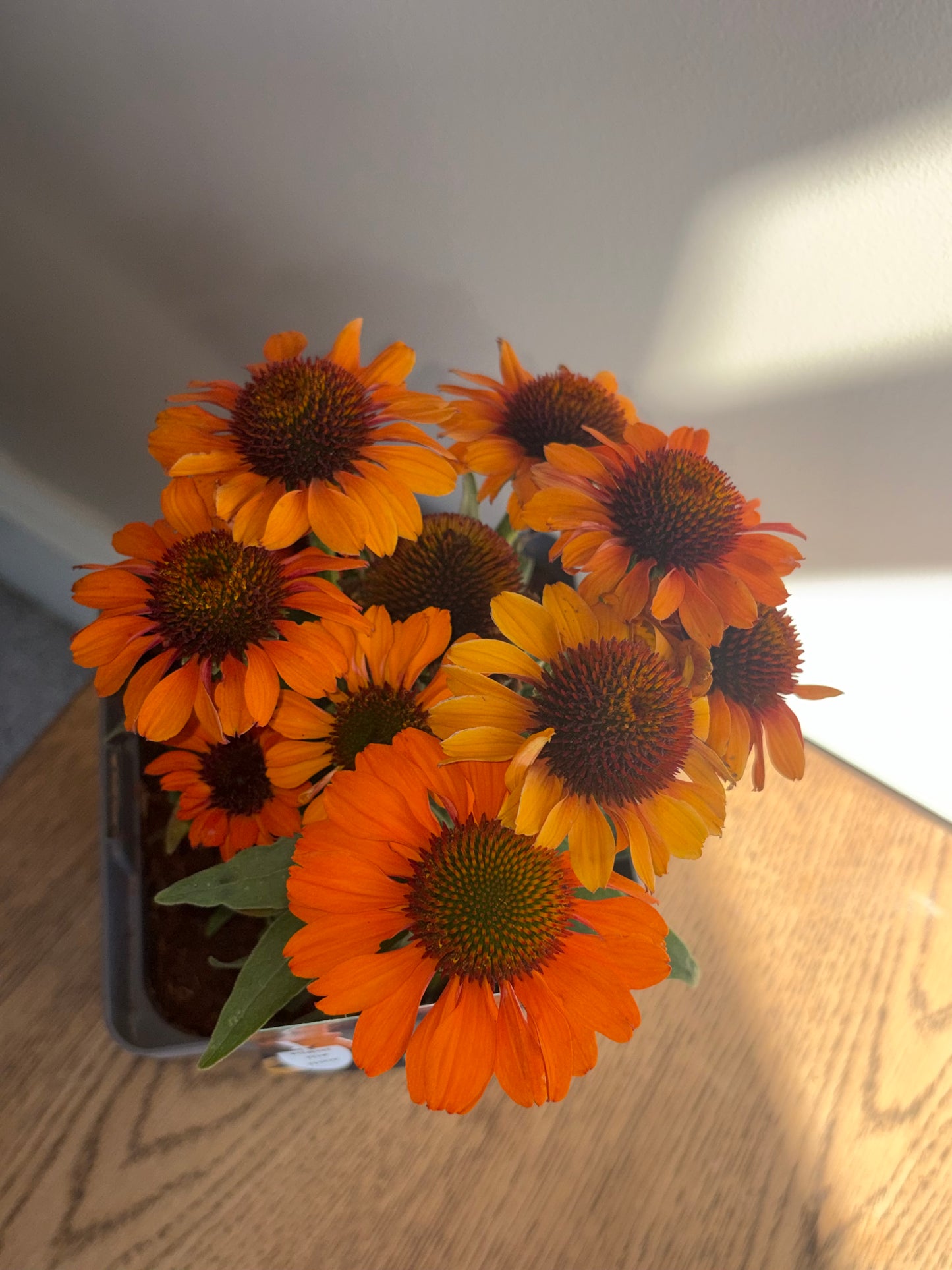 Echinacea Prima Saffron 2L Coneflower ECHINACEA x hybrida/141099/178865/GB
