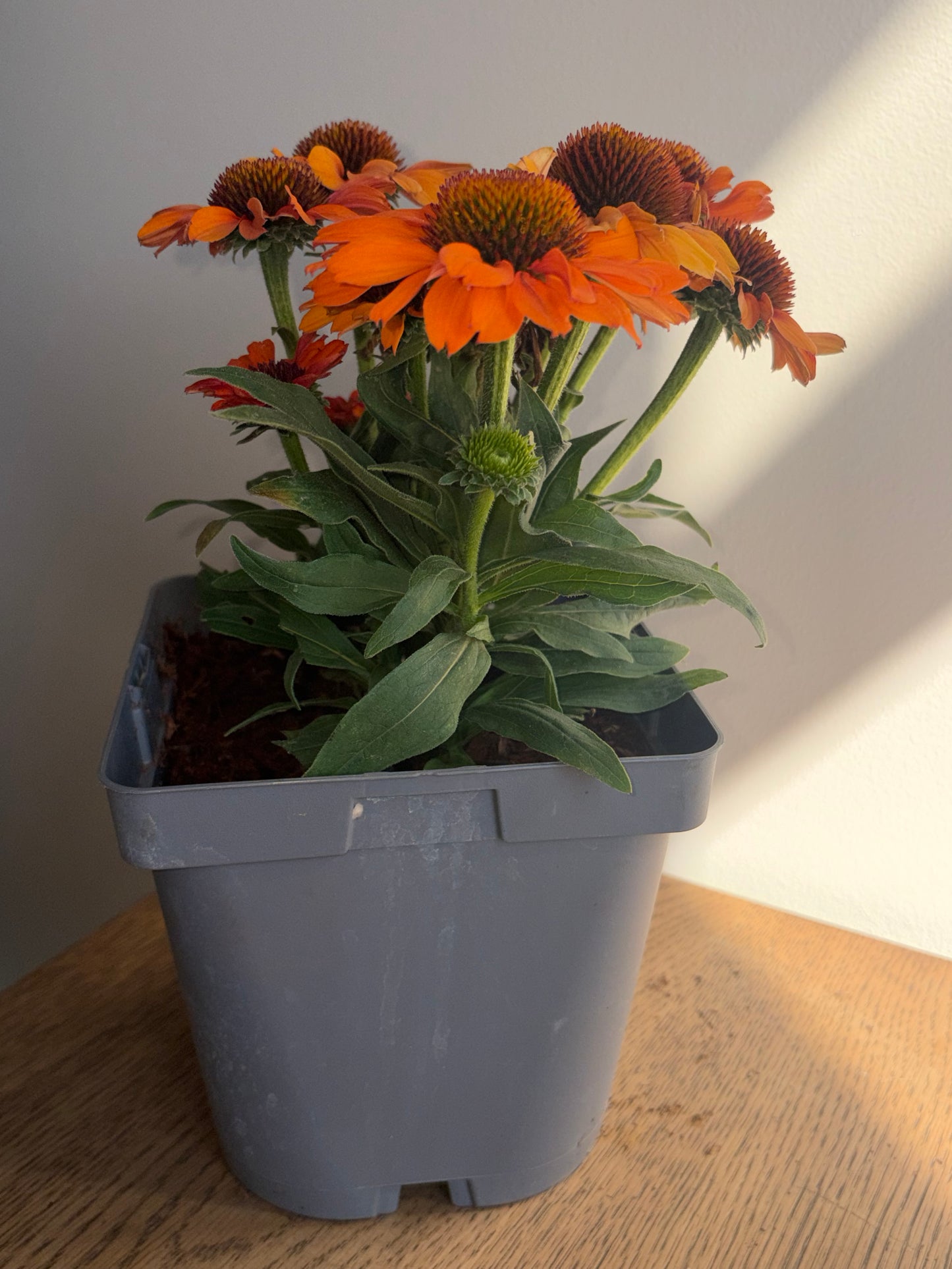 Echinacea Prima Saffron 2L Coneflower ECHINACEA x hybrida/141099/178865/GB