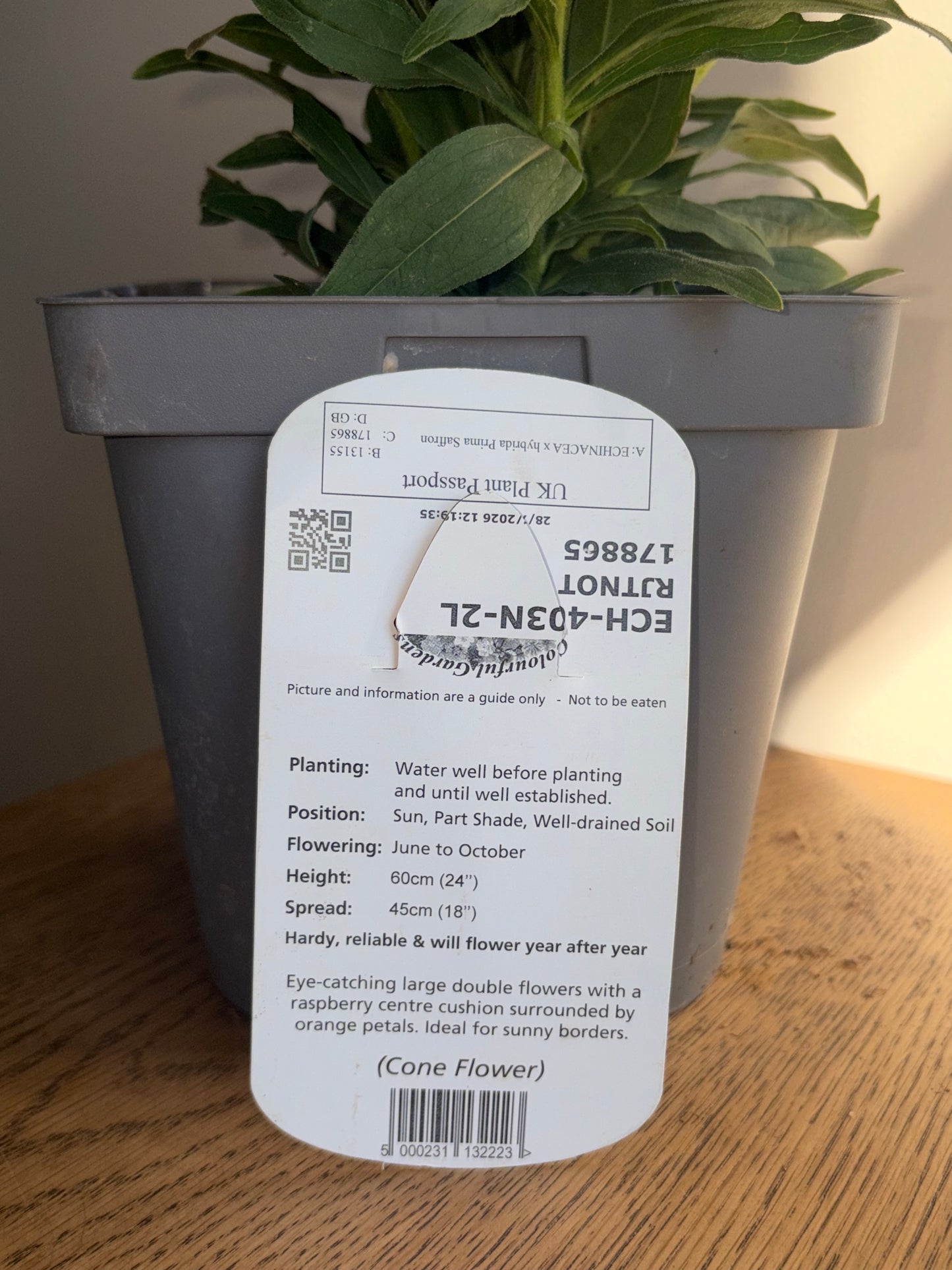 Echinacea Prima Saffron 2L Coneflower ECHINACEA x hybrida/141099/178865/GB
