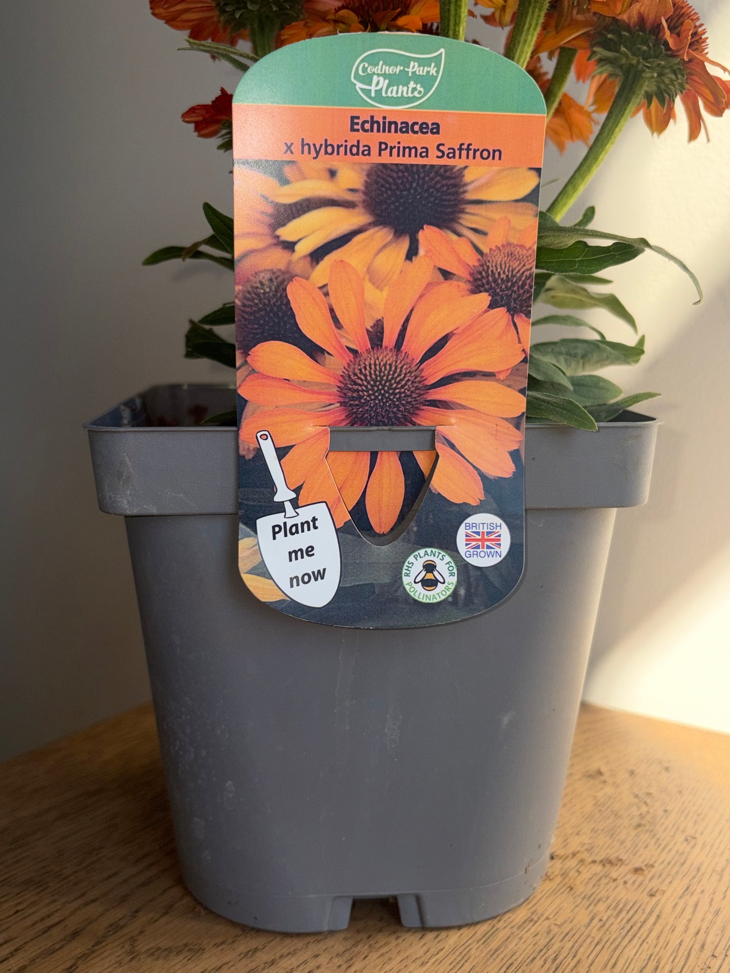 Echinacea Prima Saffron 2L Coneflower ECHINACEA x hybrida/141099/178865/GB