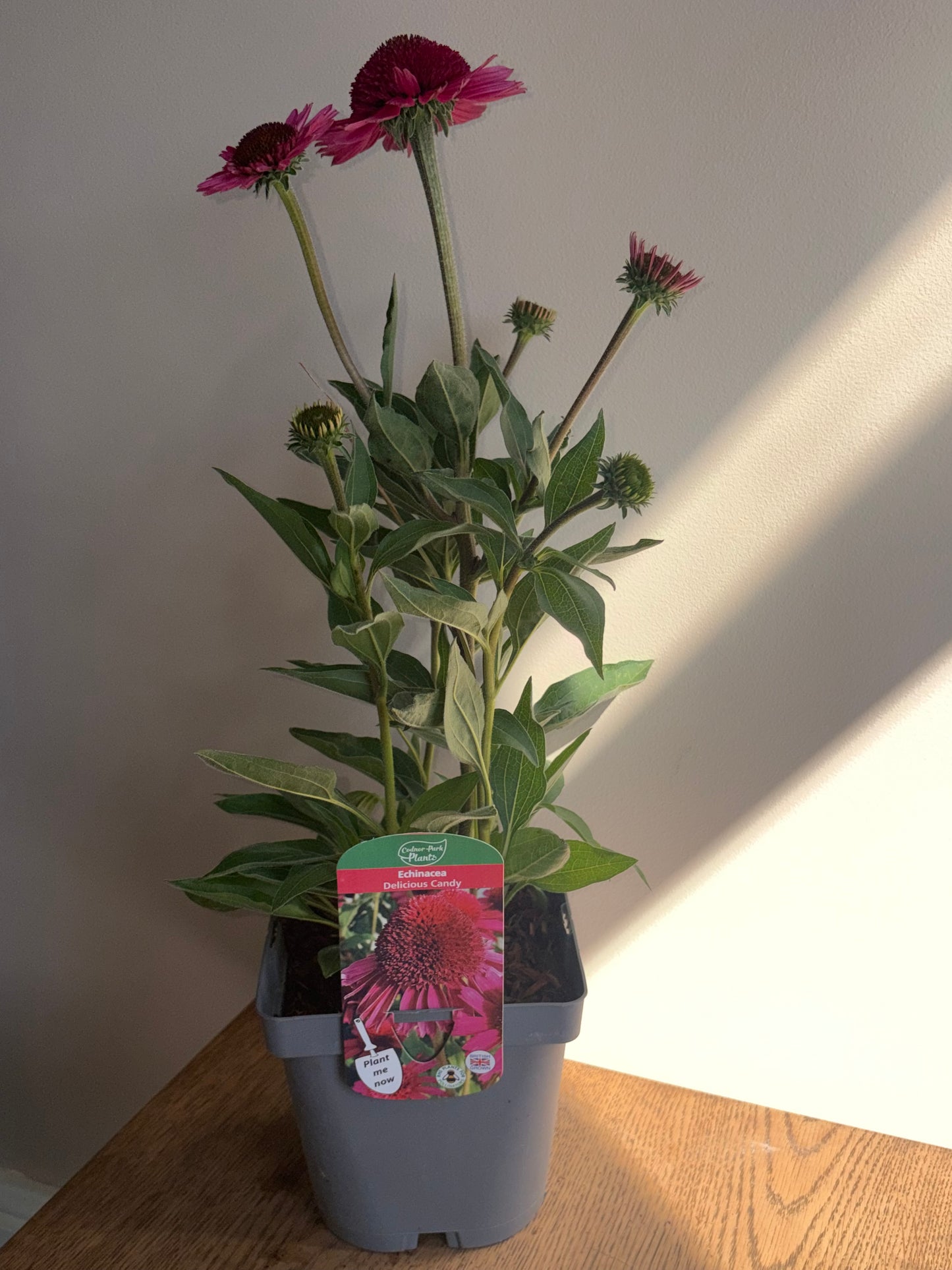 Echinacea Delicious Candy 2L Coneflower perennial plant ECHINACEA/141099/178865/GB