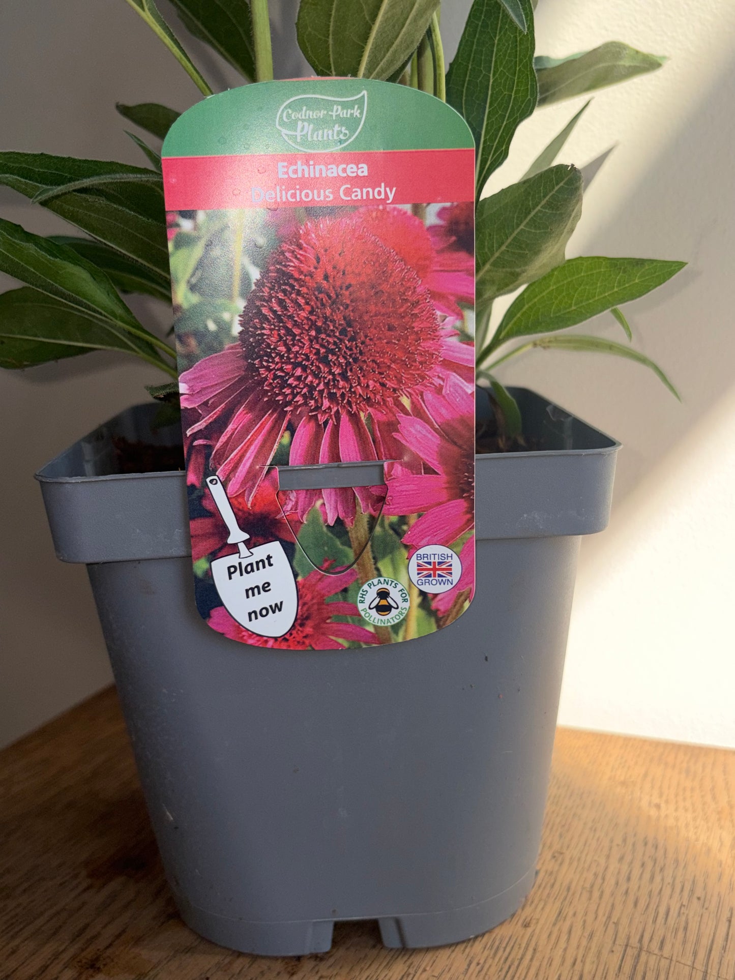Echinacea Delicious Candy 2L Coneflower perennial plant ECHINACEA/141099/178865/GB