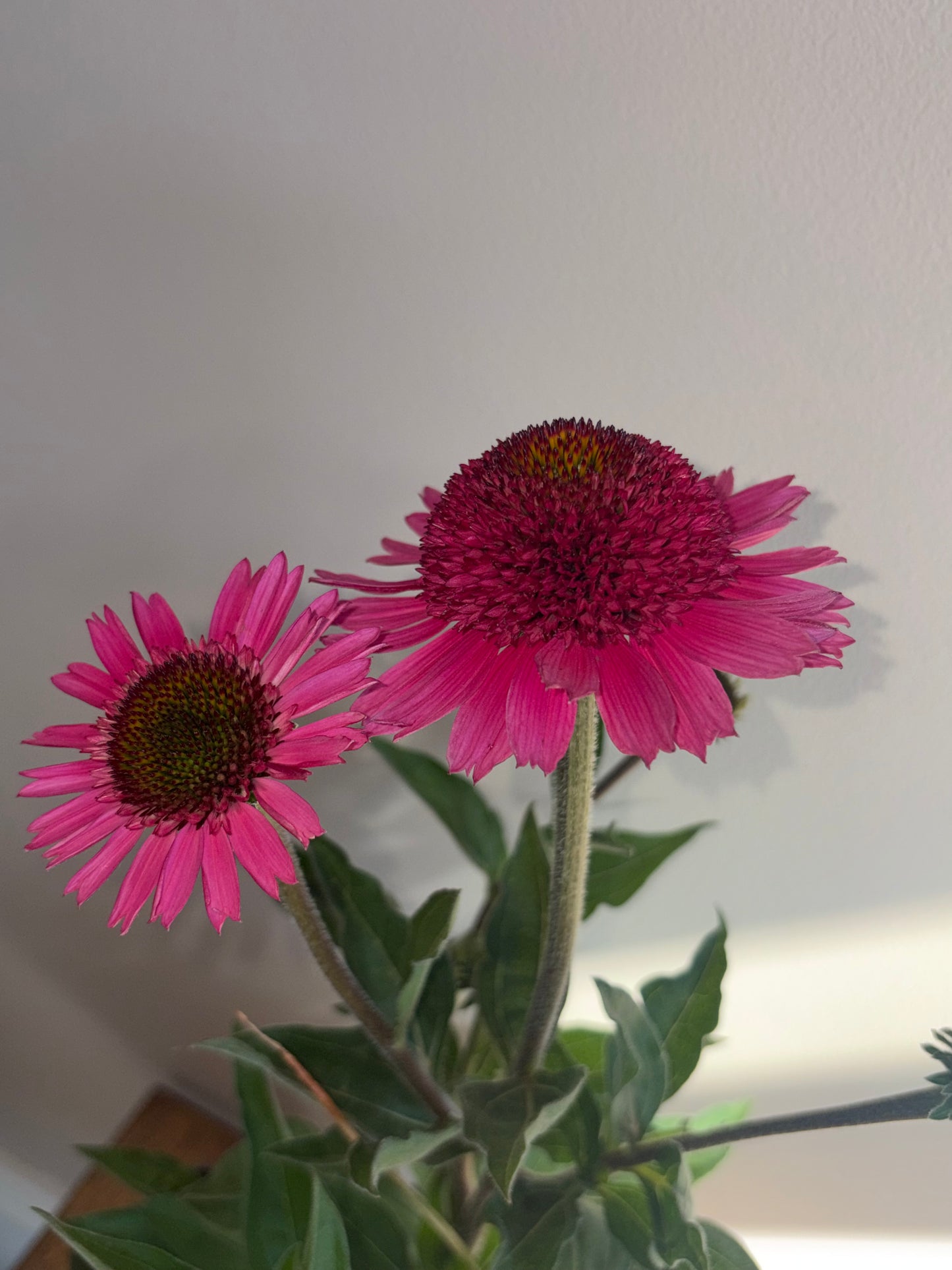 Echinacea Delicious Candy 2L Coneflower perennial plant ECHINACEA/141099/178865/GB