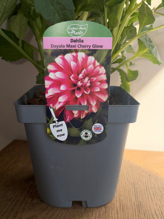 Dahlia Dayala Maxi Cherry Glow 2L perennial plant DAHLIA/141099/178865/GB