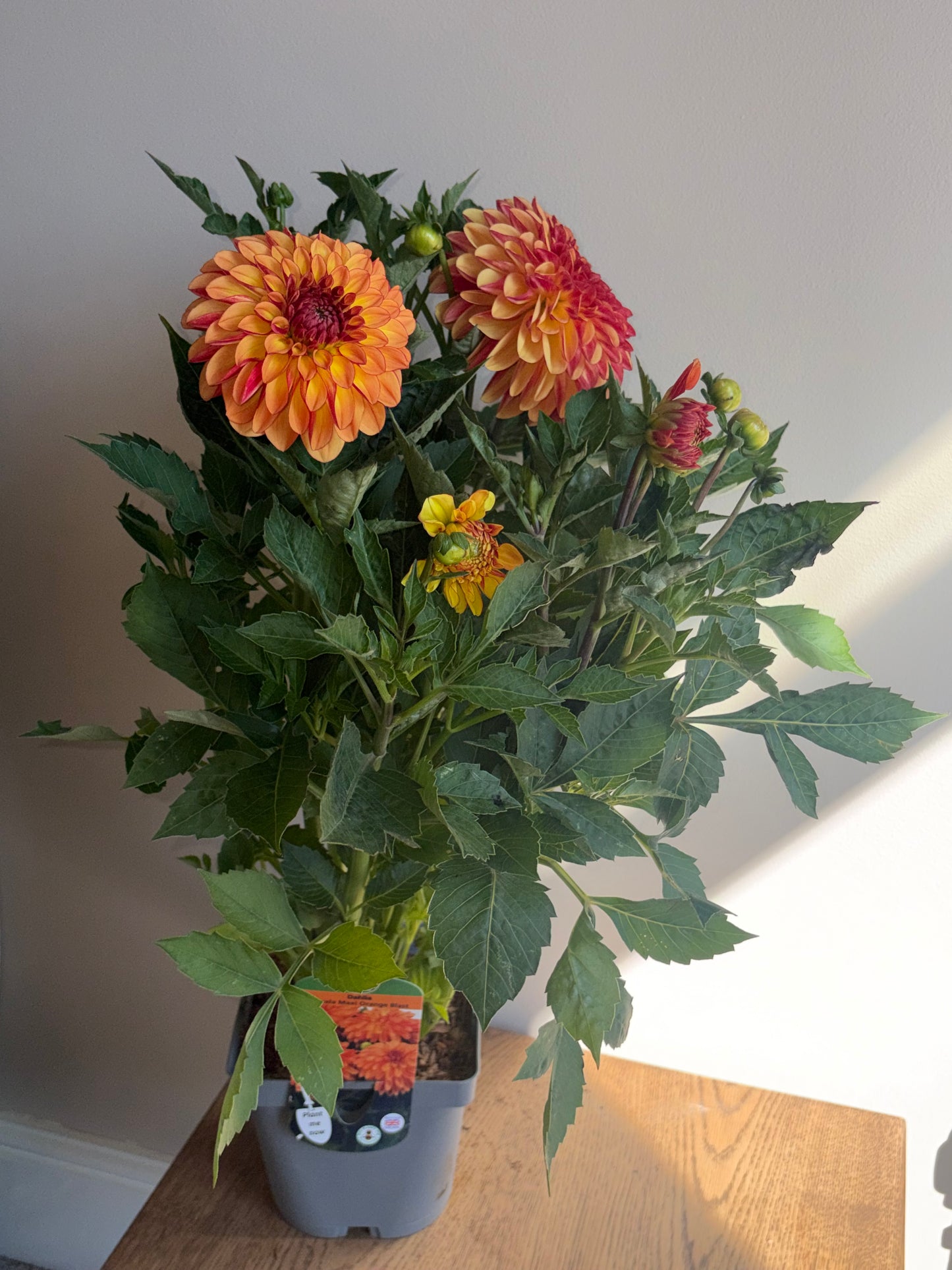 Dahlia Dayala Maxi Orange Blast 2L perennial plant DAHLIA/141099/178865/GB