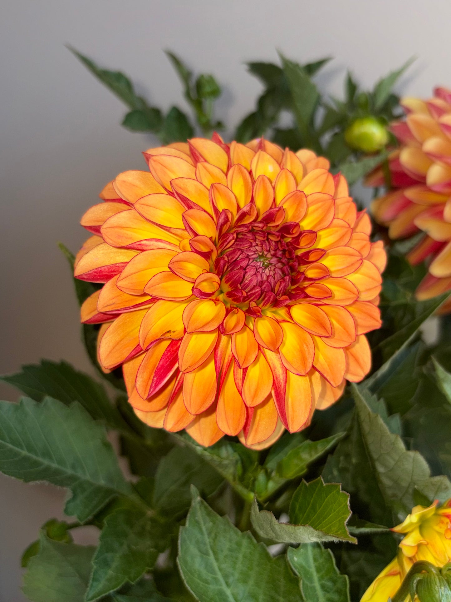 Dahlia Dayala Maxi Orange Blast 2L perennial plant DAHLIA/141099/178865/GB