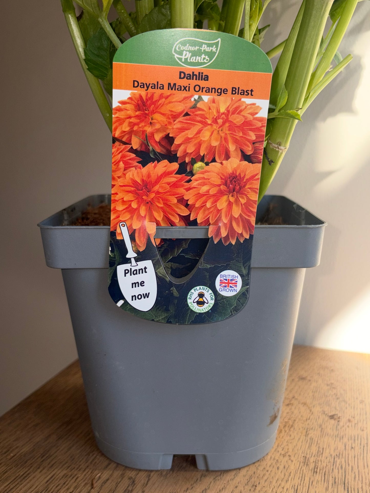 Dahlia Dayala Maxi Orange Blast 2L perennial plant DAHLIA/141099/178865/GB