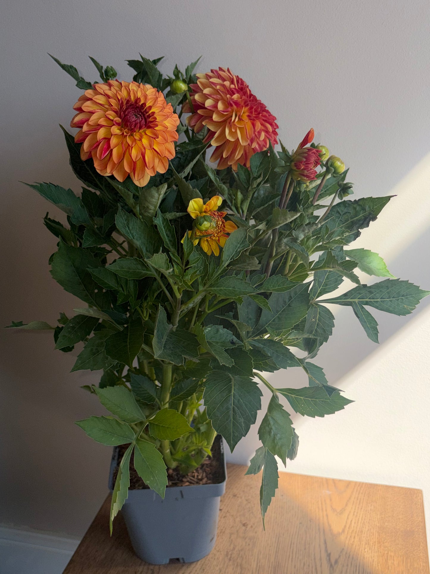 Dahlia Dayala Maxi Orange Blast 2L perennial plant DAHLIA/141099/178865/GB