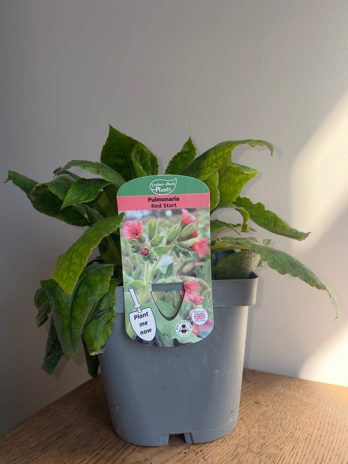 Pulmonaria Redstart 2L perennial plant PULMONARIA/141099/178865/GB