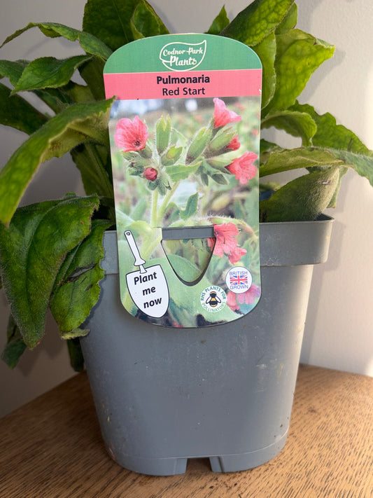 Pulmonaria Redstart 2L Lungwort | Bee Friendly Spring Flowering Evergreen Plant