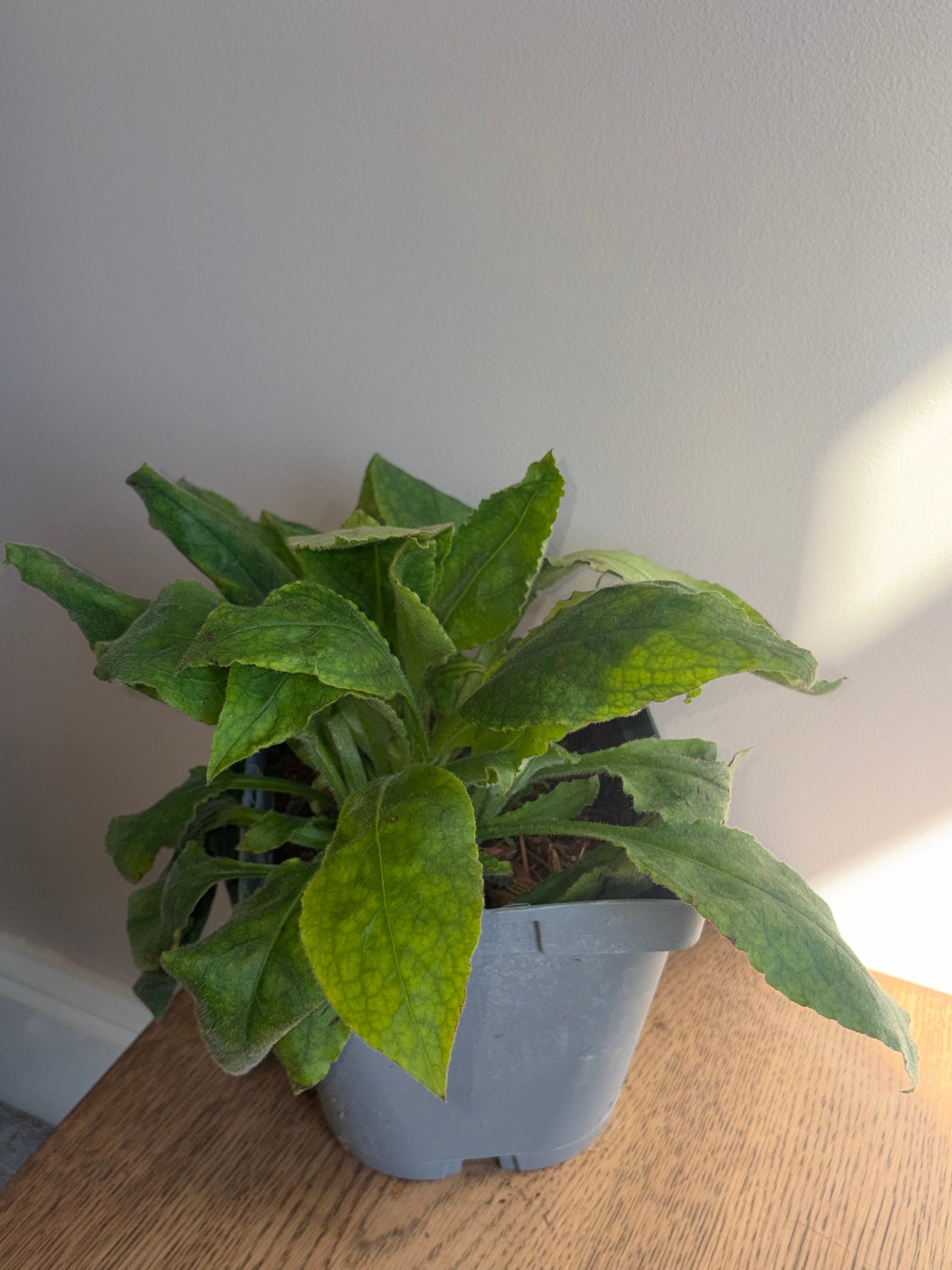 Pulmonaria Redstart 2L perennial plant PULMONARIA/141099/178865/GB