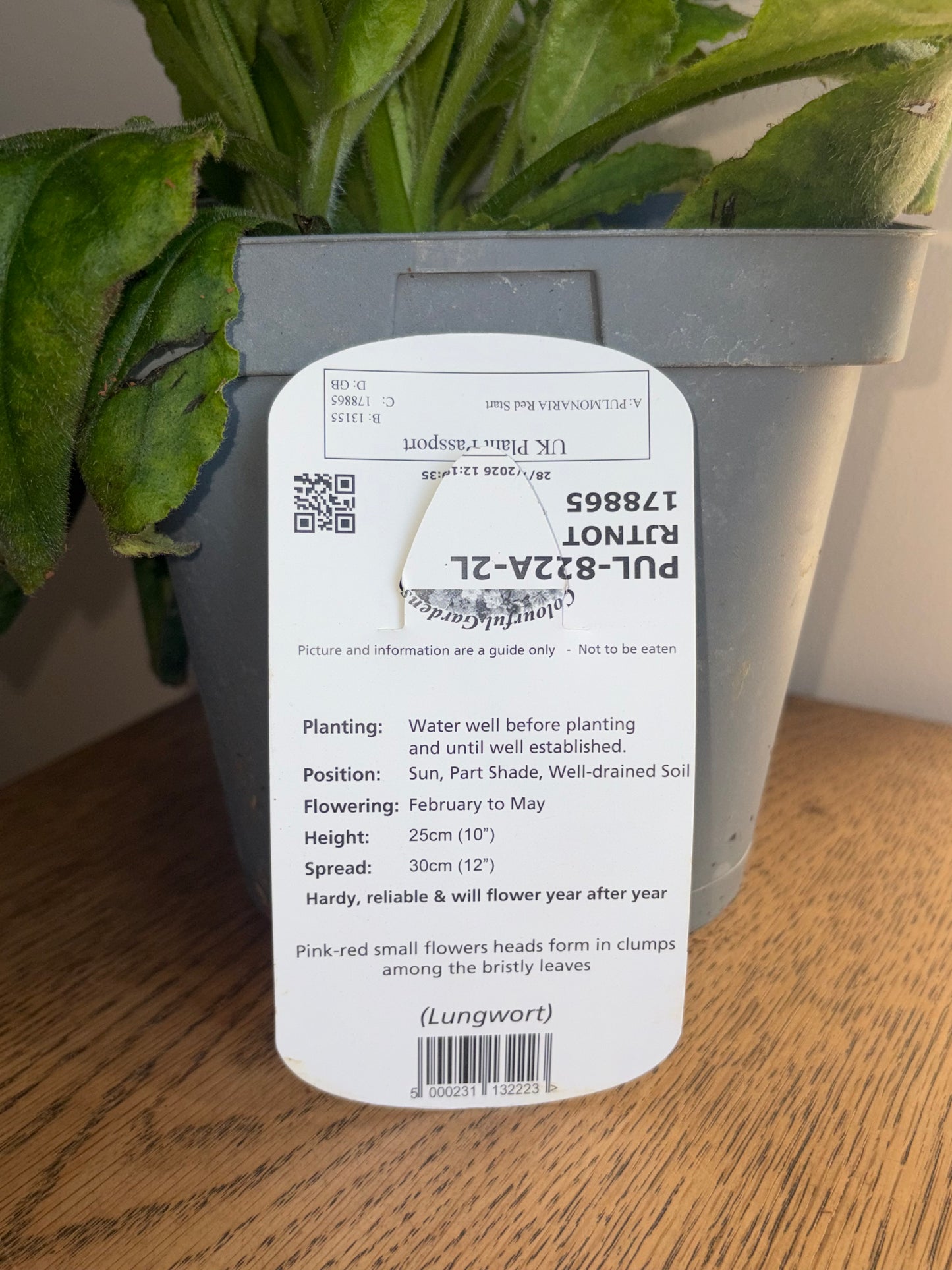 Pulmonaria Redstart 2L perennial plant PULMONARIA/141099/178865/GB
