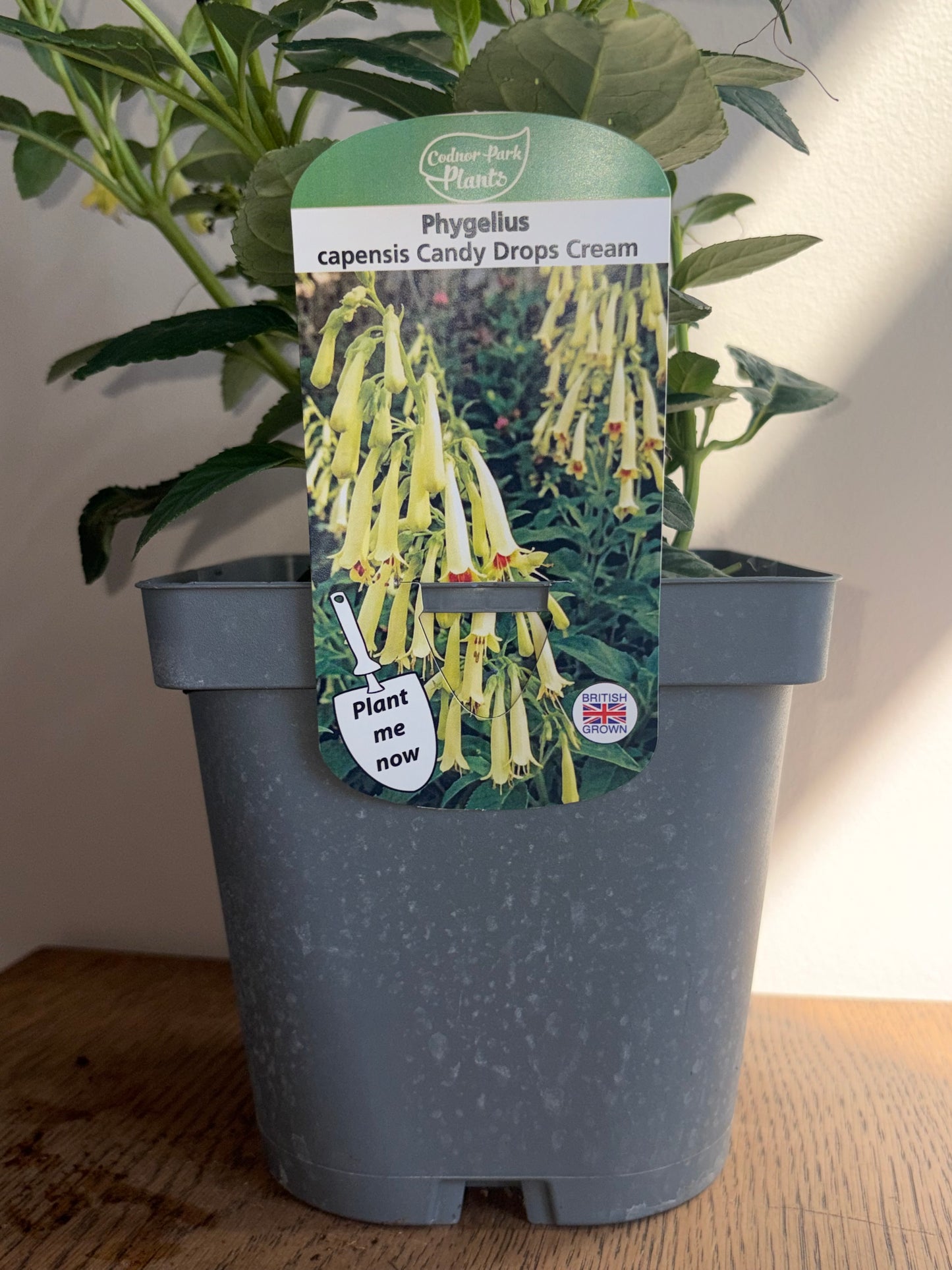 Phygelius Candy Drops Cream 2L PHYGELIUS capensis/141099/178865/GB