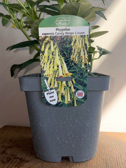 Phygelius Candy Drops Cream 2L | Cape Fuchsia Perennial Plant | Cream Flowers