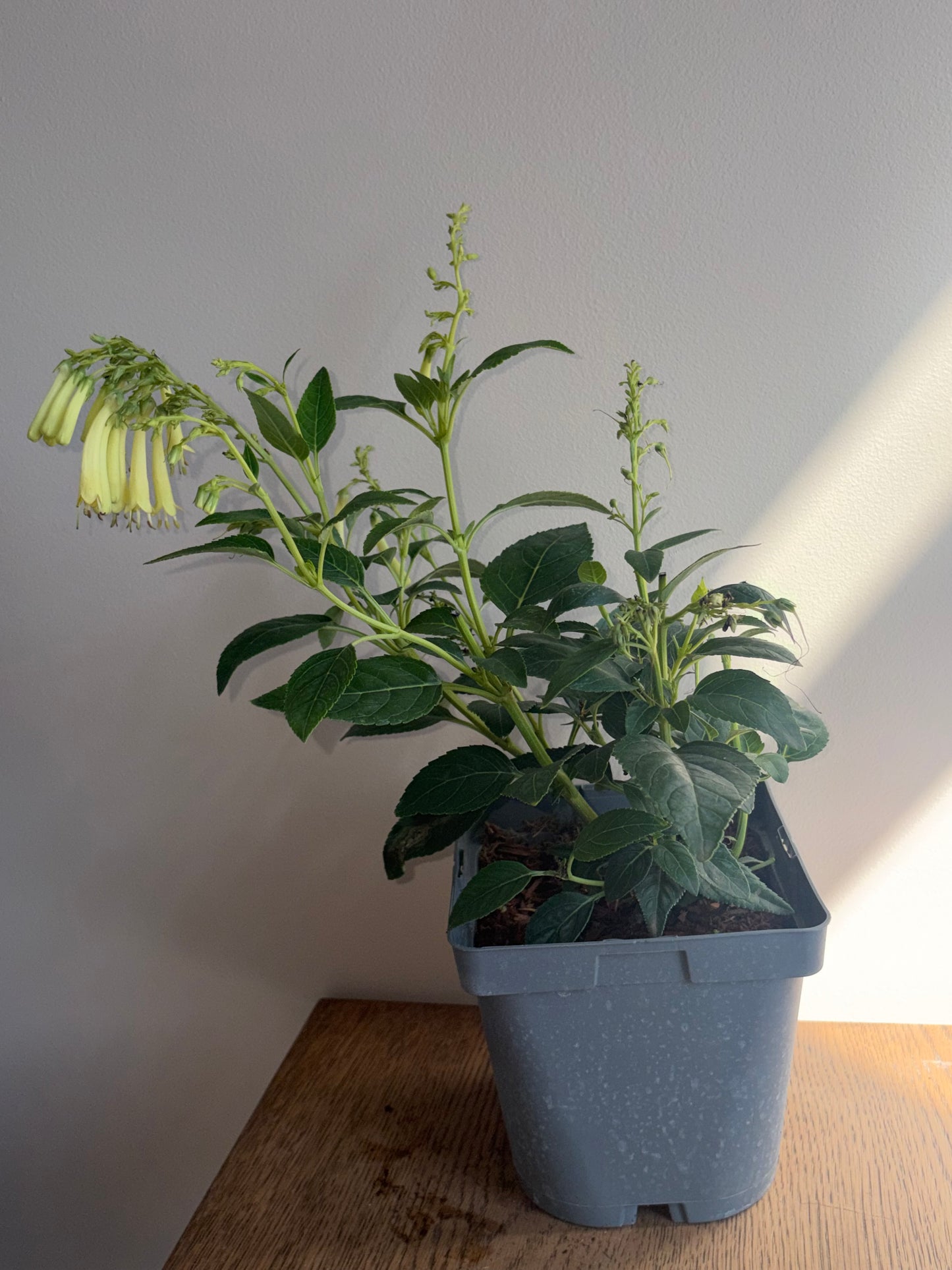 Phygelius Candy Drops Cream 2L PHYGELIUS capensis/141099/178865/GB