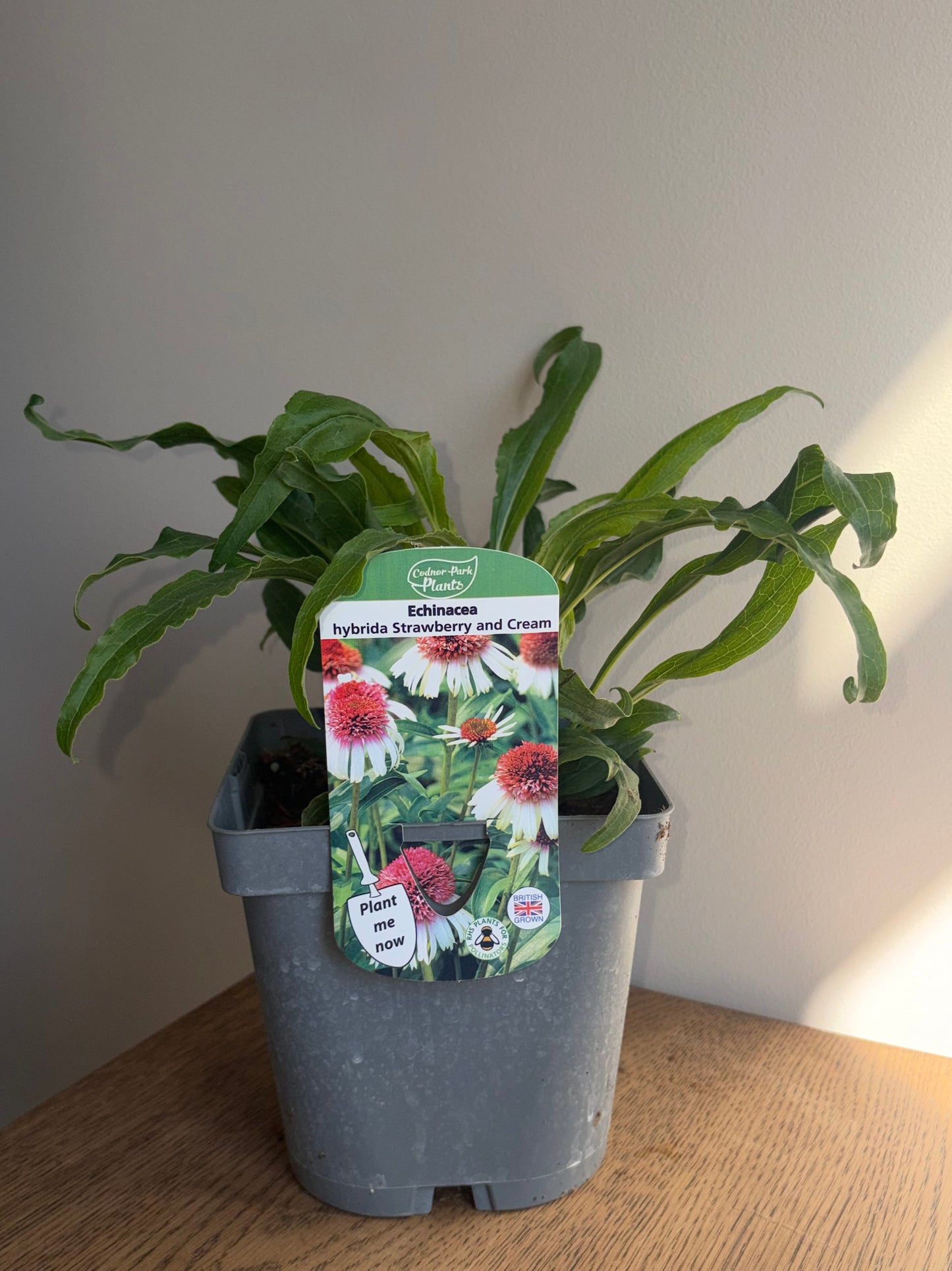Echinacea Strawberry and Cream 2L Coneflower ECHINACEA hybrida/141099/178865/GB
