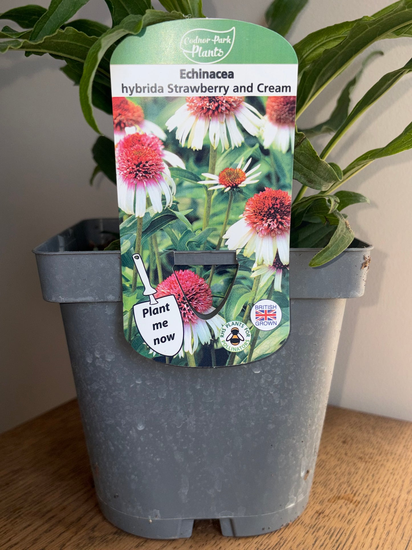 Echinacea Strawberry and Cream 2L Coneflower ECHINACEA hybrida/141099/178865/GB