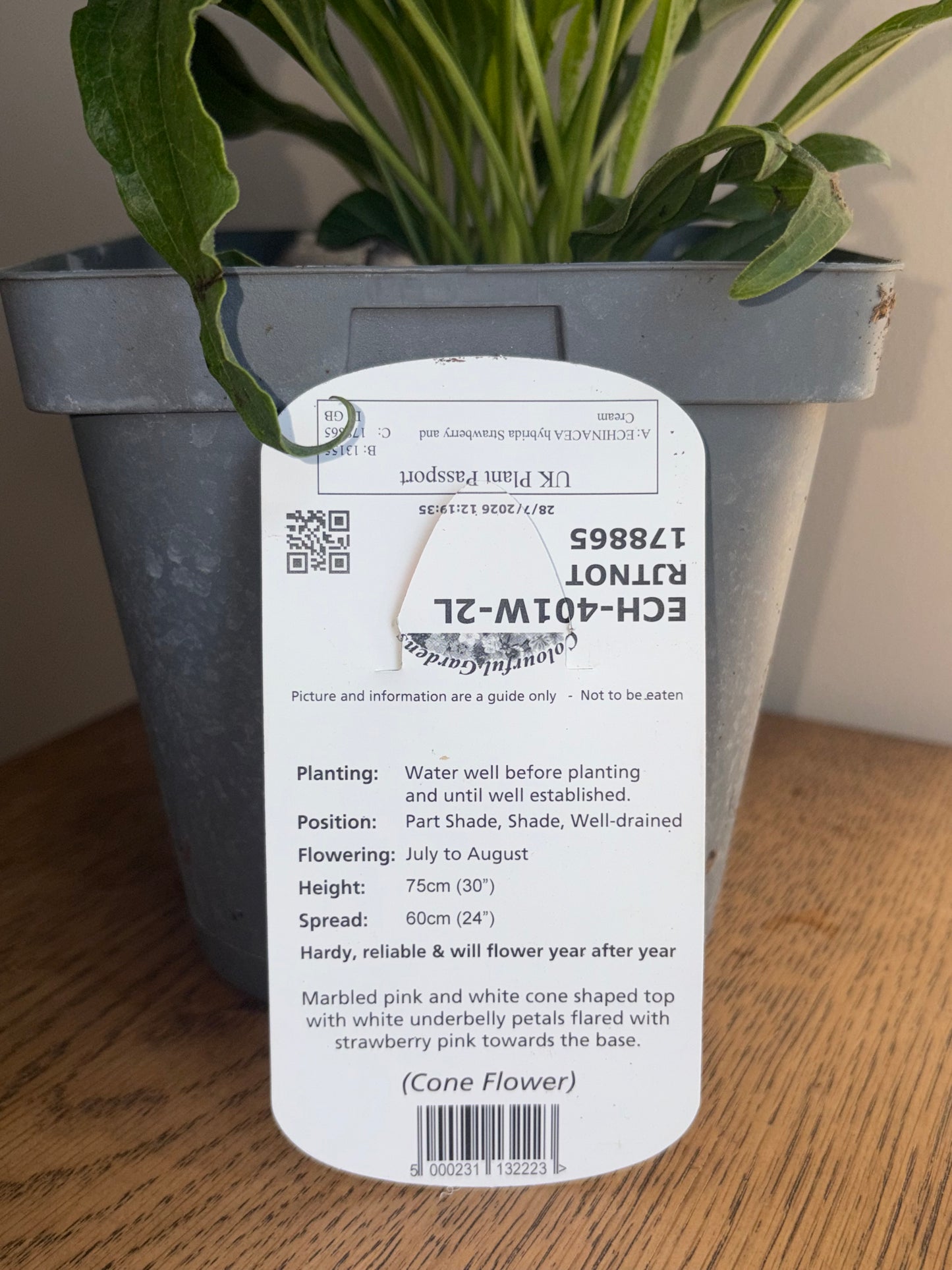 Echinacea Strawberry and Cream 2L Coneflower ECHINACEA hybrida/141099/178865/GB