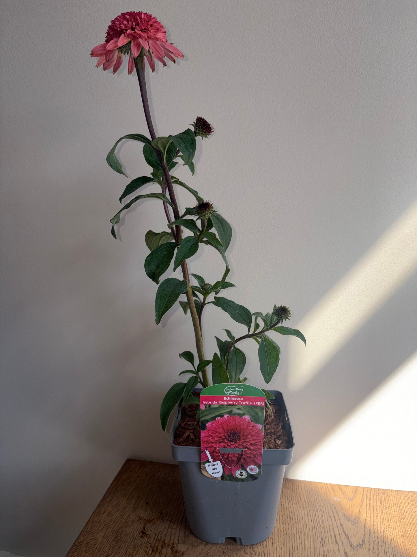 Echinacea Raspberry Truffle 2L Coneflower perennial plant ECHINACEA hybrida/141099/178865/GB