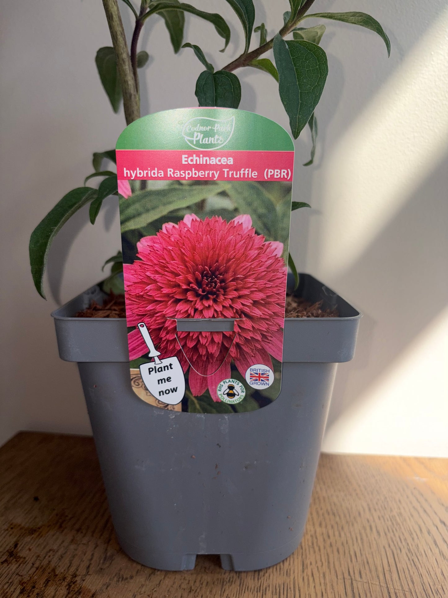 Echinacea Raspberry Truffle 2L Coneflower perennial plant ECHINACEA hybrida/141099/178865/GB