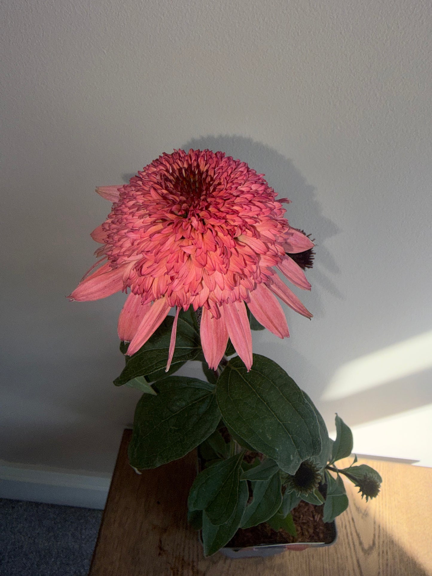Echinacea Raspberry Truffle 2L Coneflower perennial plant ECHINACEA hybrida/141099/178865/GB