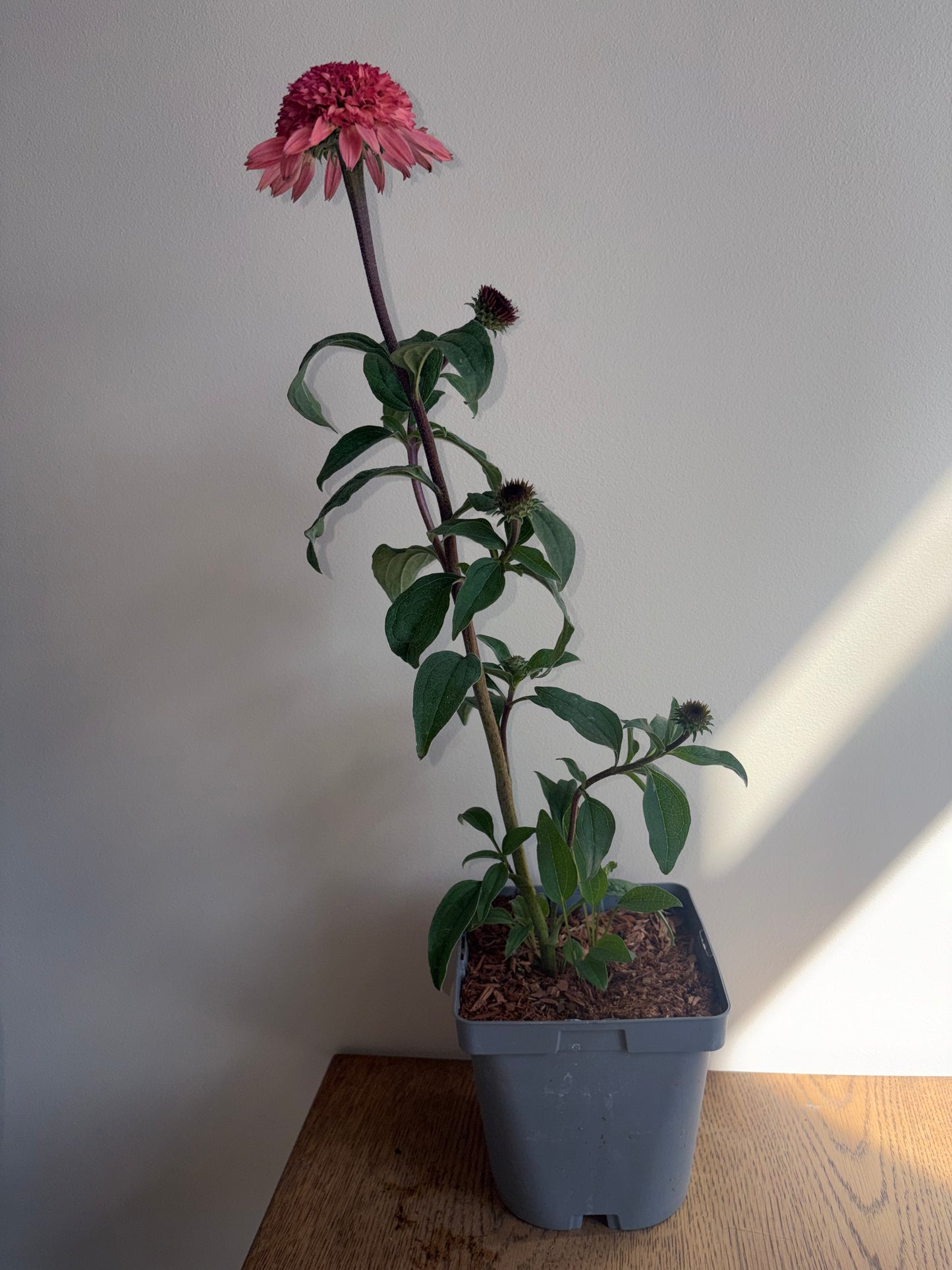 Echinacea Raspberry Truffle 2L Coneflower perennial plant ECHINACEA hybrida/141099/178865/GB