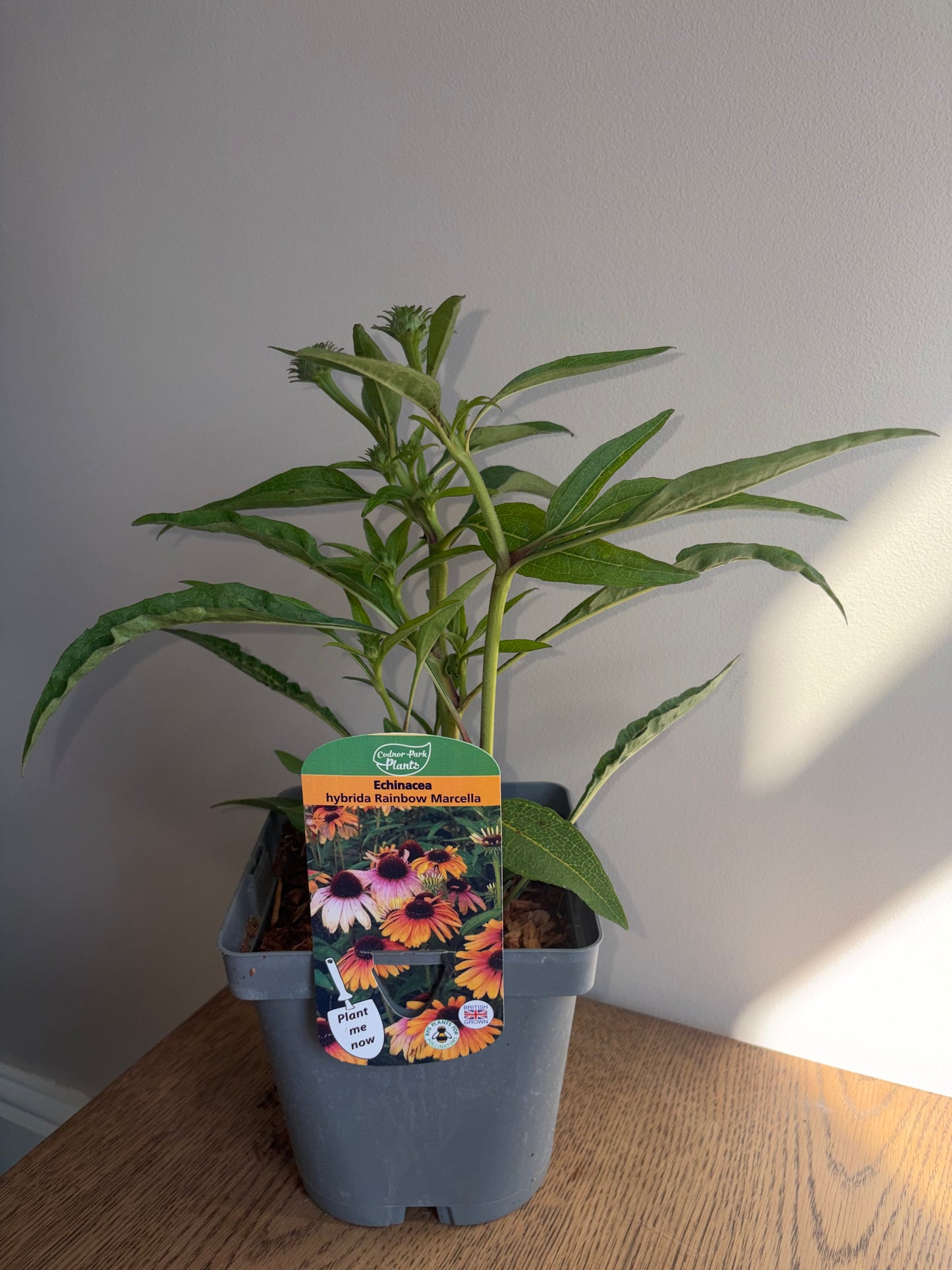 Echinacea Rainbow Marcella 2L Coneflower perennial plant ECHINACEA hybrida/141099/178865/GB