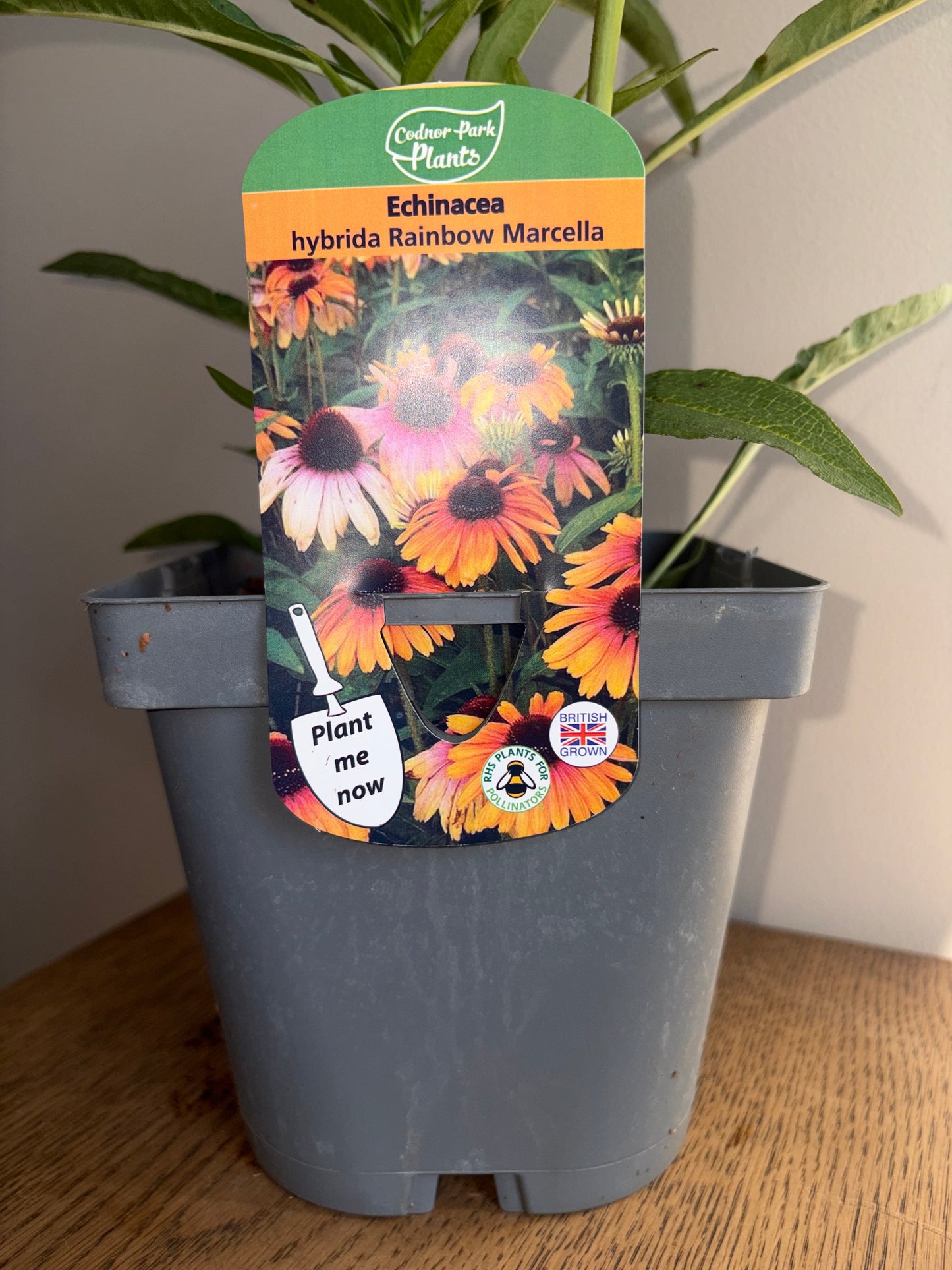 Echinacea Rainbow Marcella 2L Coneflower perennial plant ECHINACEA hybrida/141099/178865/GB