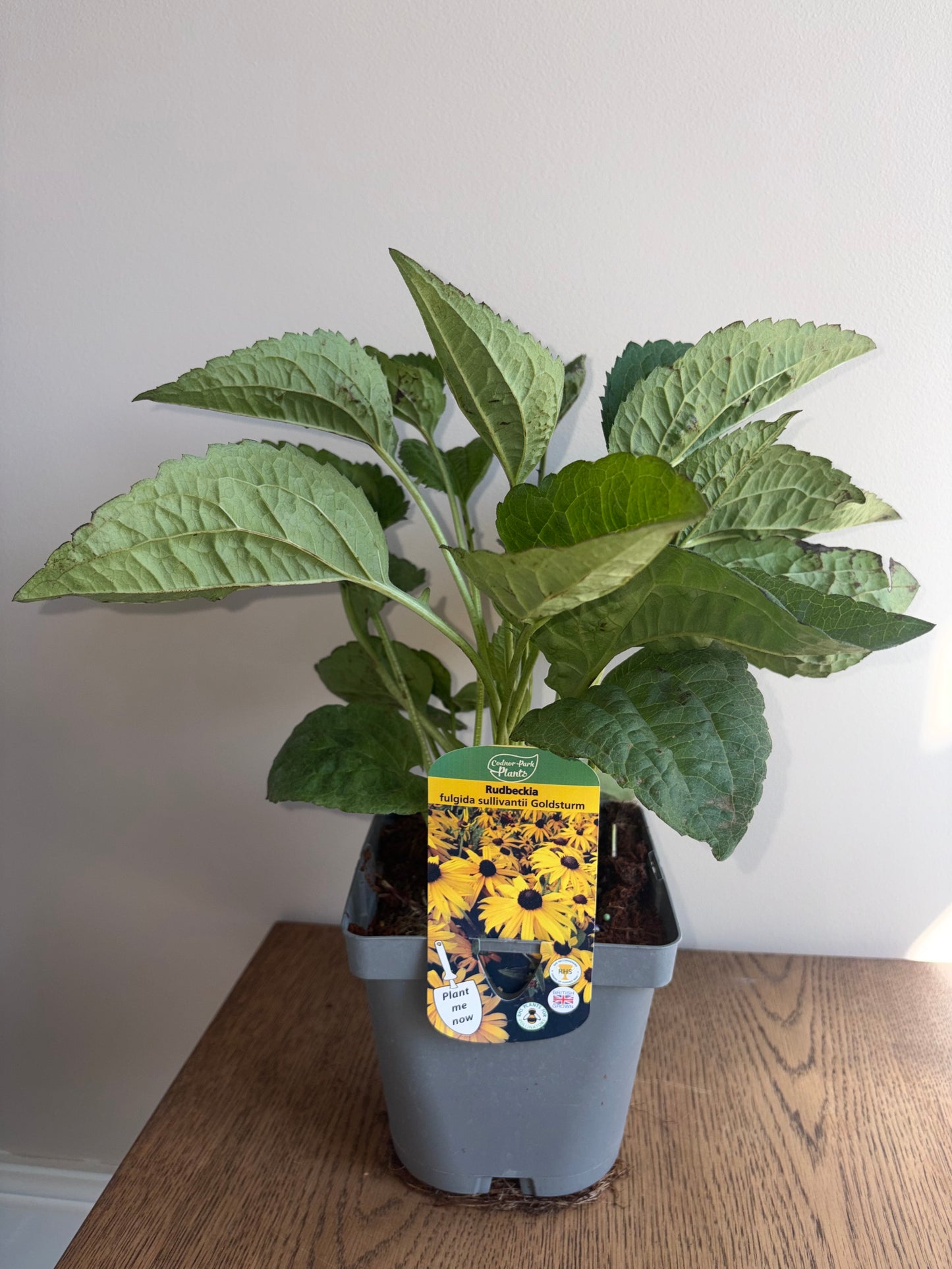 Rudbeckia Goldsturm 2L perennial plant RUDBECKIA fulgida/141099/178865/GB