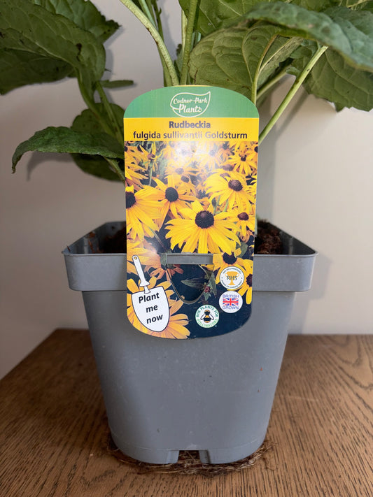 Rudbeckia Goldsturm 2L | Coneflower Perennial Plant | Golden Yellow Flowers