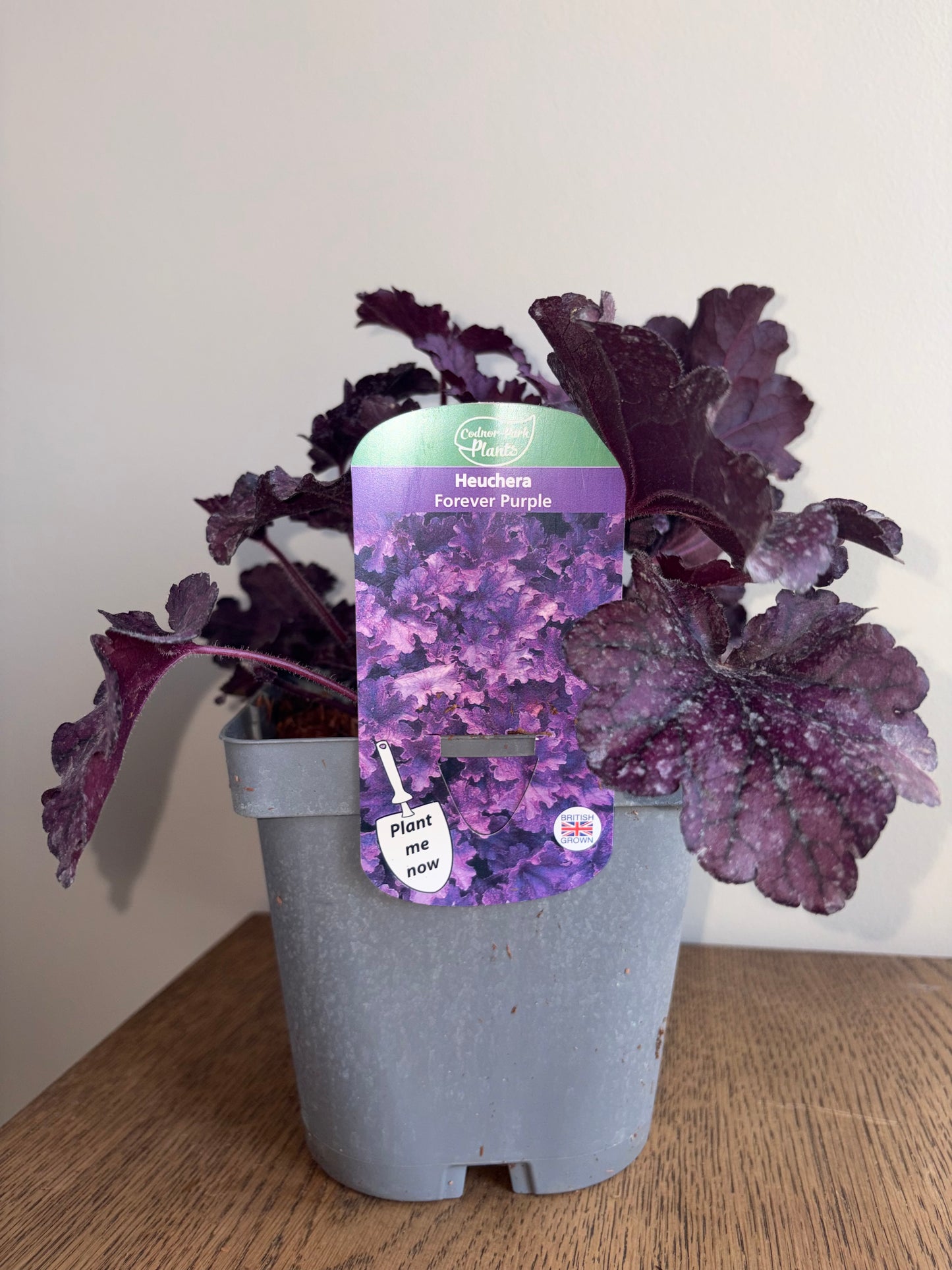 Heuchera Forever Purple 2L Coral Bells perennial plant HEUCHERA/141099/178865/GB