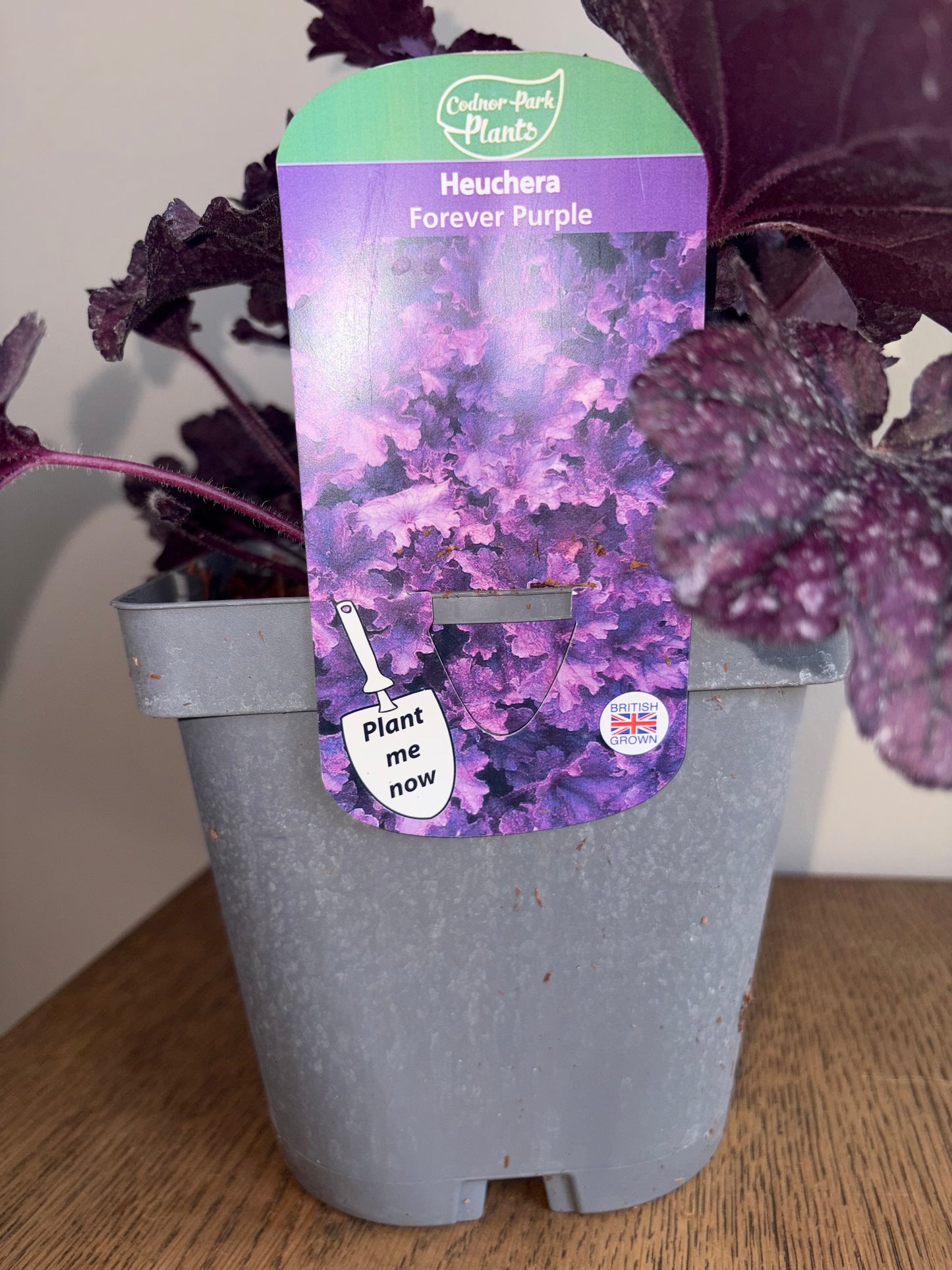 Heuchera Forever Purple 2L Coral Bells perennial plant HEUCHERA/141099/178865/GB