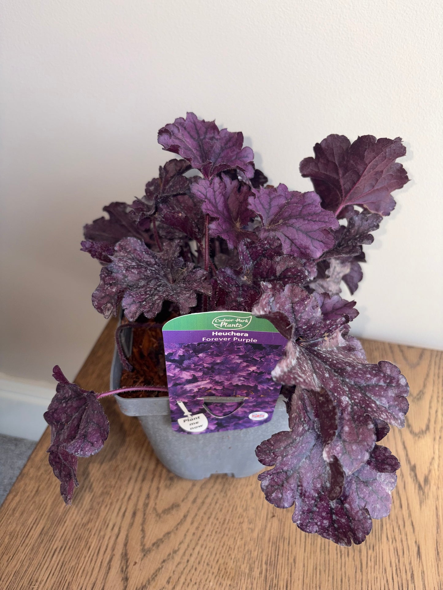 Heuchera Forever Purple 2L Coral Bells perennial plant HEUCHERA/141099/178865/GB